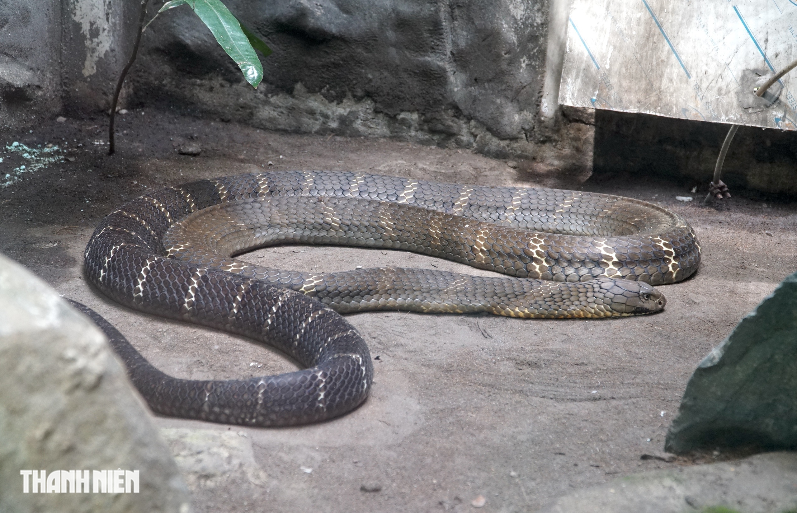 R&aacute;i c&aacute; v&agrave; rắn hổ mang ch&uacute;a ở Thảo Cầm Vi&ecirc;n S&agrave;i G&ograve;n c&oacute; ' l&yacute; lịch ' đặc biệt - Ảnh 4.
