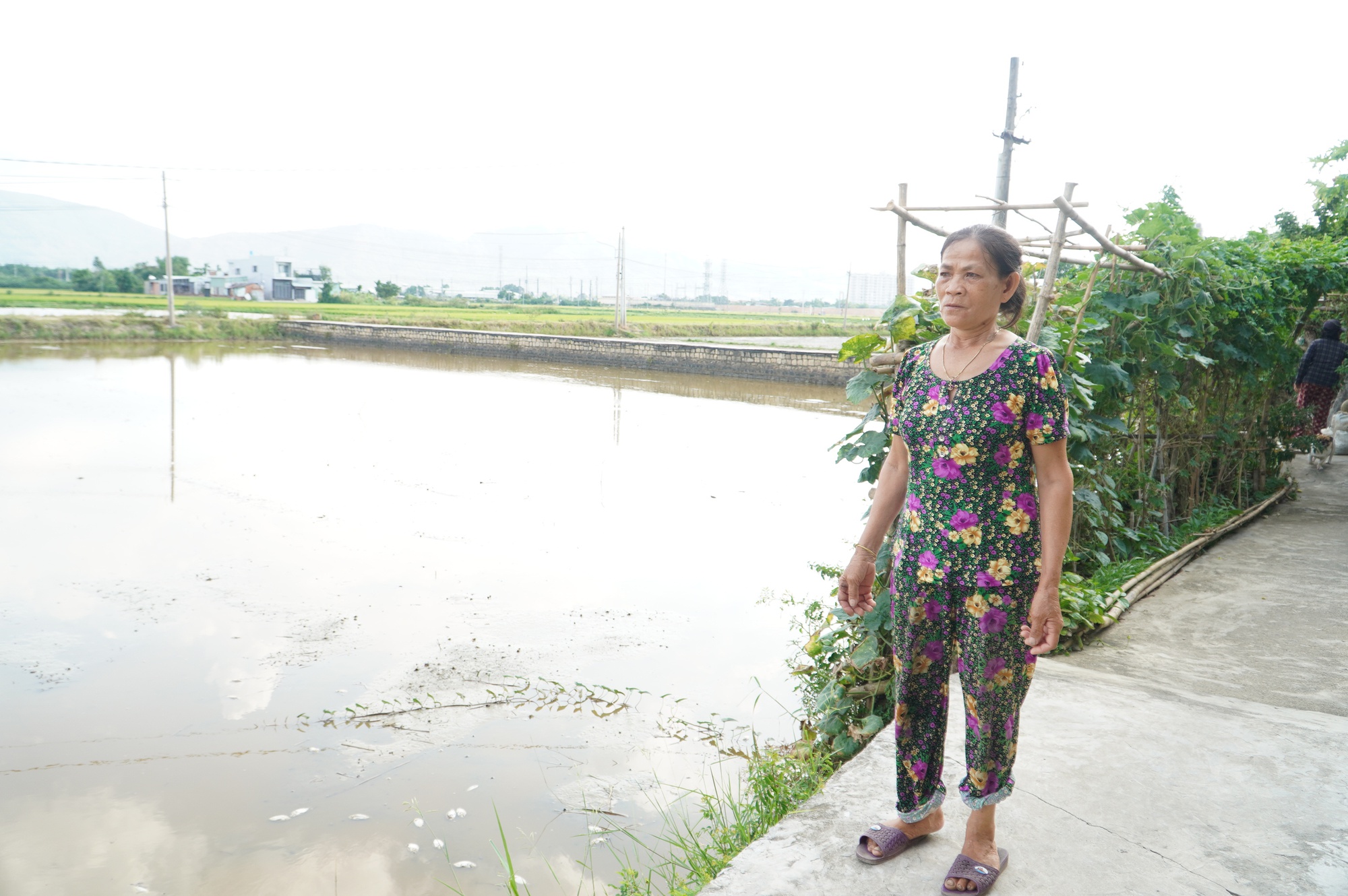 Đồng ruộng ngập nước v&igrave; cống tho&aacute;t lũ bị chặn- Ảnh 1.