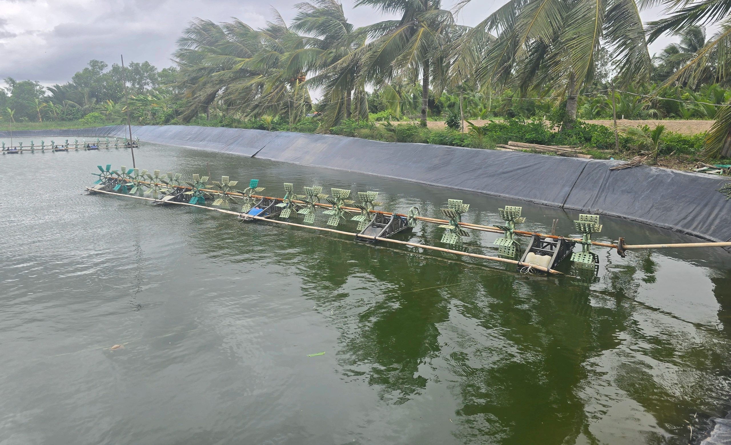 Vĩnh Long: 5 lần ao tôm nghi bị thuốc, chủ ao kiệt quệ tính rời quê - Ảnh 4.