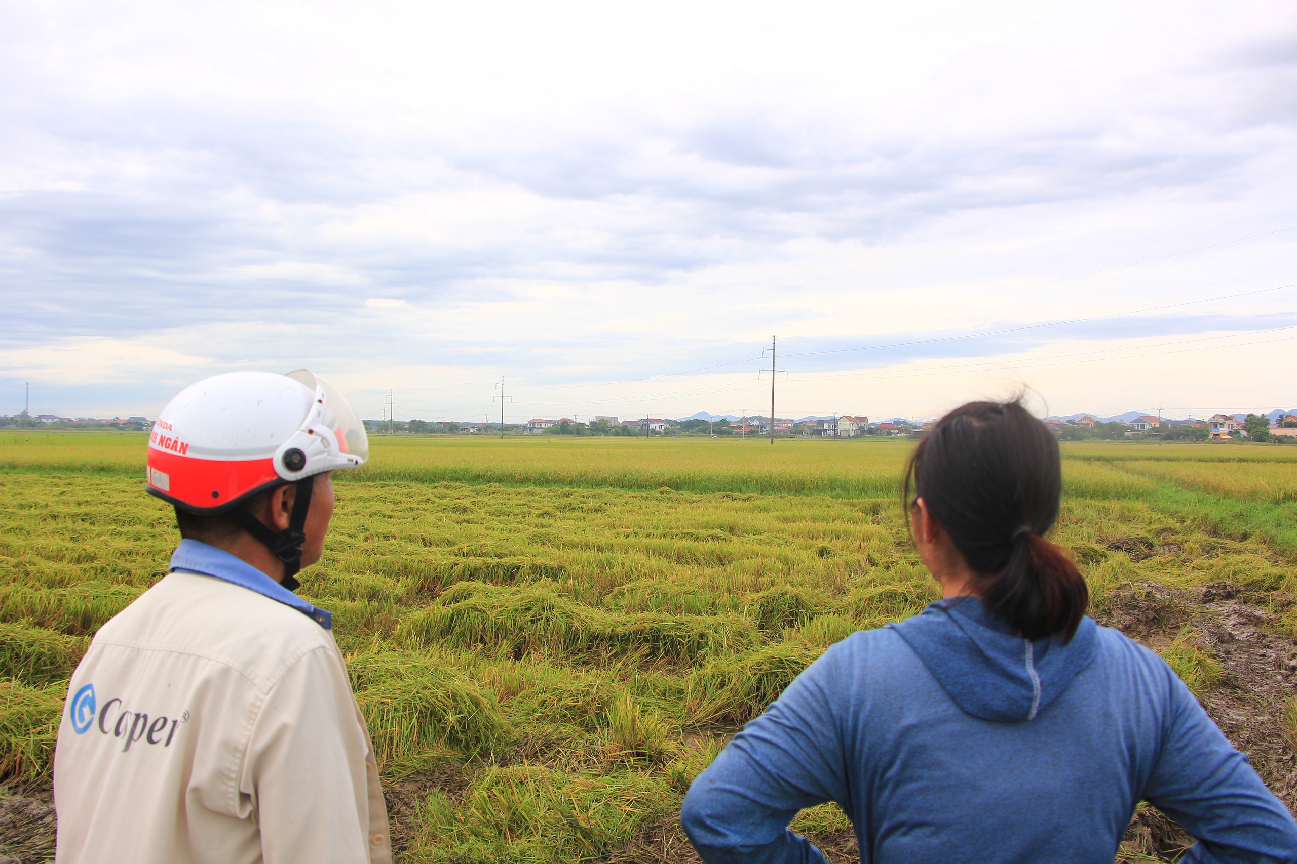 'Cuộc đua' trên cánh đồng giữa nông dân Quảng Trị và bão số 5- Ảnh 3. 'Cuộc đua' trên cánh đồng giữa nông dân Quảng Trị và bão số 5- Ảnh 3.