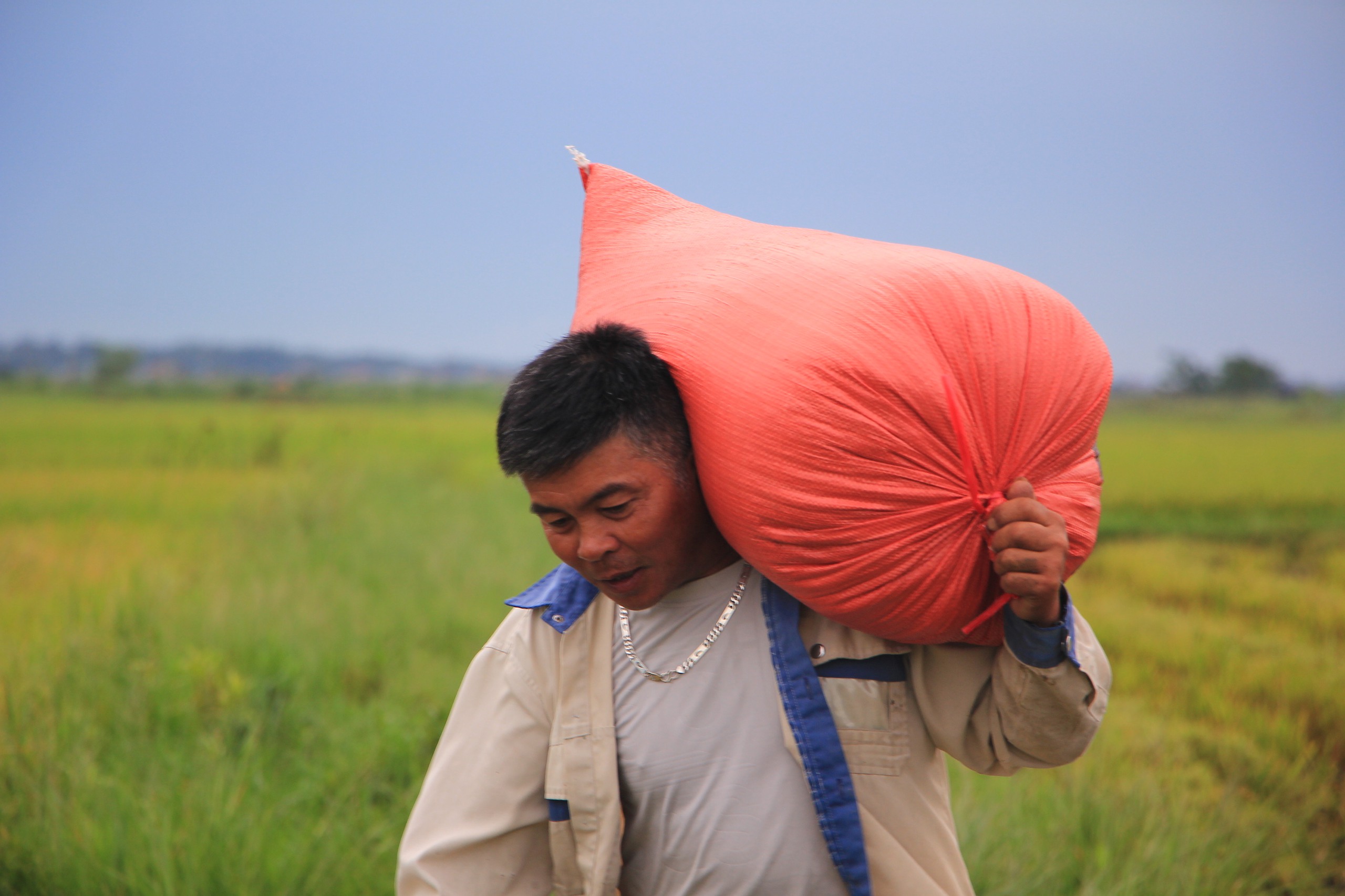'Cuộc đua' trên cánh đồng giữa nông dân Quảng Trị và bão số 5- Ảnh 7. 'Cuộc đua' trên cánh đồng giữa nông dân Quảng Trị và bão số 5- Ảnh 7.