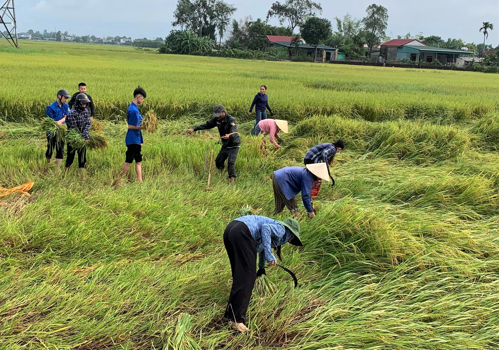 Tuổi trẻ Hà Tĩnh giúp dân gia cố nhà cửa, gặt lúa chạy bão số 5 - Ảnh 5.