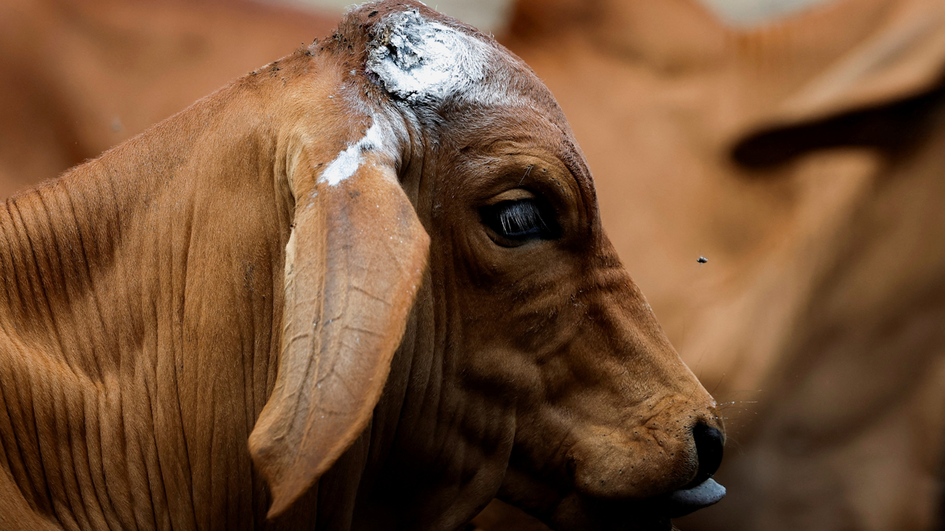 Mỹ phát hiện trường hợp nhiễm giun xoắn mới ở người tại bang Maryland - Ảnh 1.