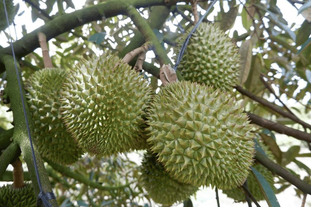  - Ảnh 1.