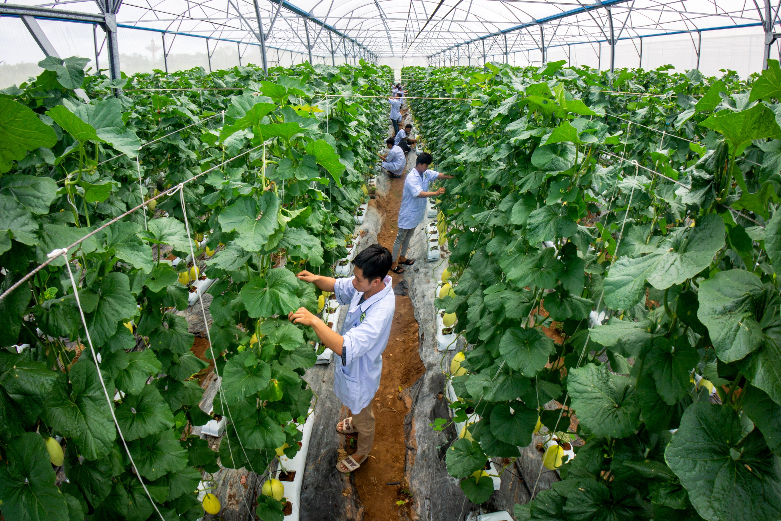 Czesne na Uniwersytecie Cuu Long jest dostosowane do potrzeb studentów z Delty Mekongu - Zdjęcie 3. Mức học phí Trường ĐH Cửu Long phù hợp với sinh viên ĐBSCL- Ảnh 3.