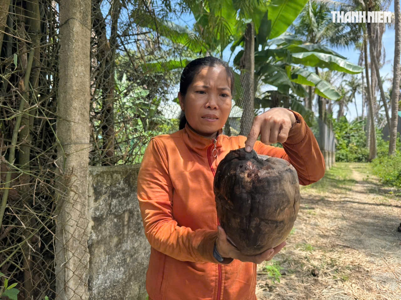 Sâu đầu đen tàn phá, dừa chết hàng loạt khiến người dân lo lắng - Ảnh 4.