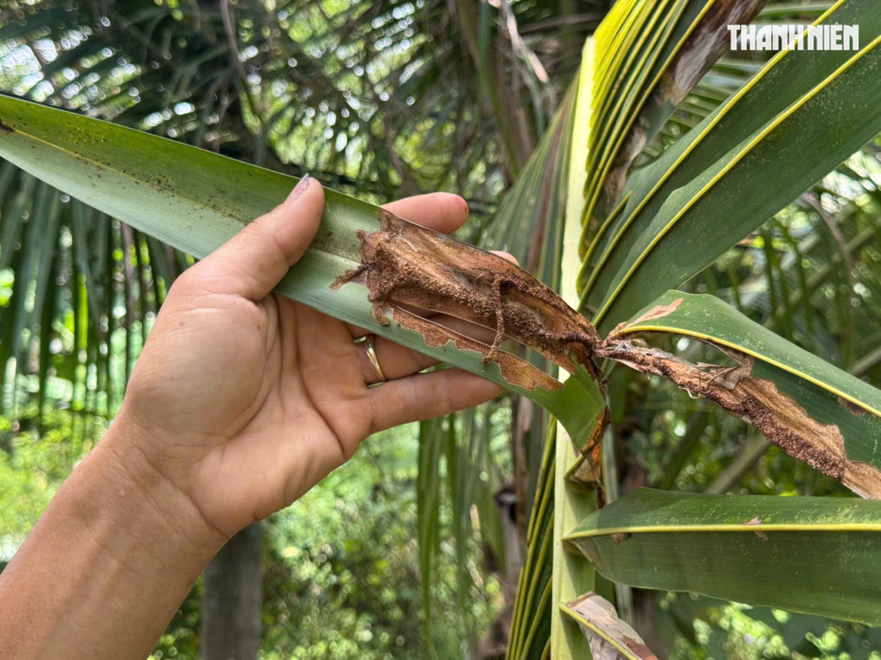 Sâu đầu đen tàn phá, dừa chết hàng loạt khiến người dân lo lắng - Ảnh 6.