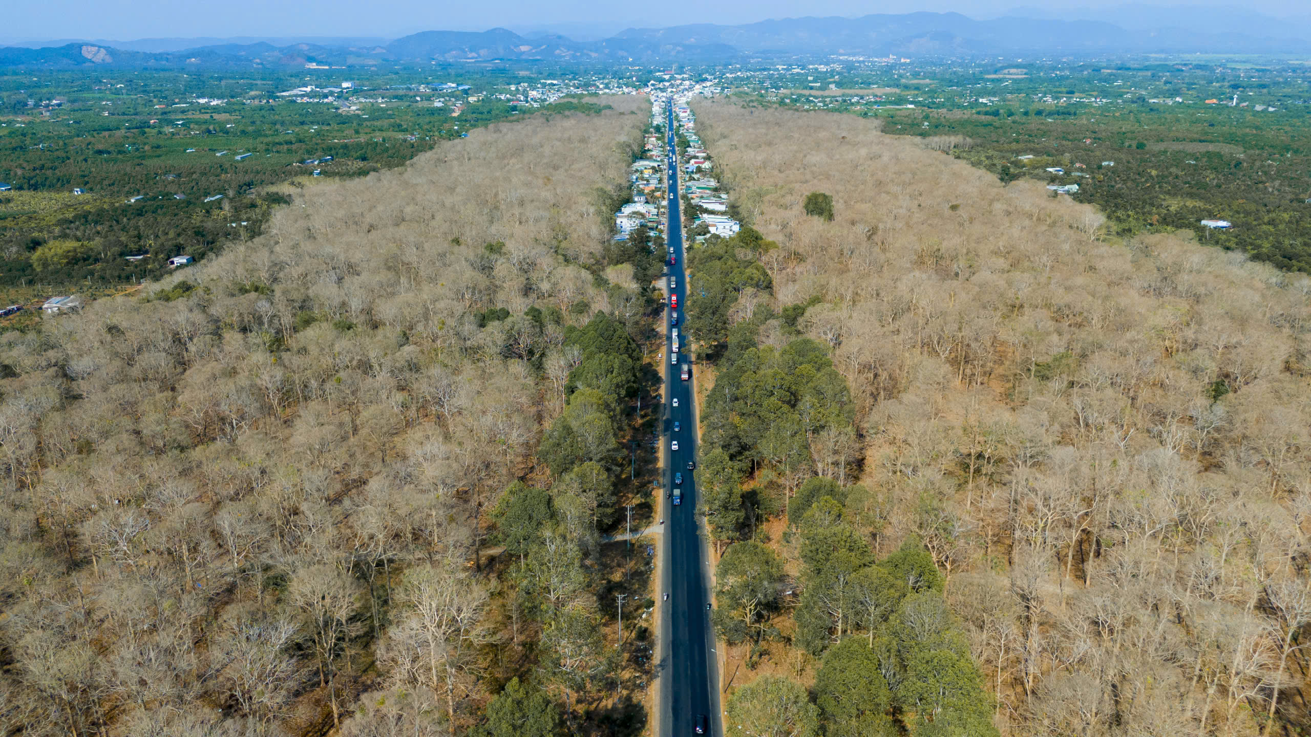 Ngắm rừng gi&aacute; tỵ nở hoa trắng muốt, khung cảnh đẹp như ch&acirc;u &Acirc;u - Ảnh 1.