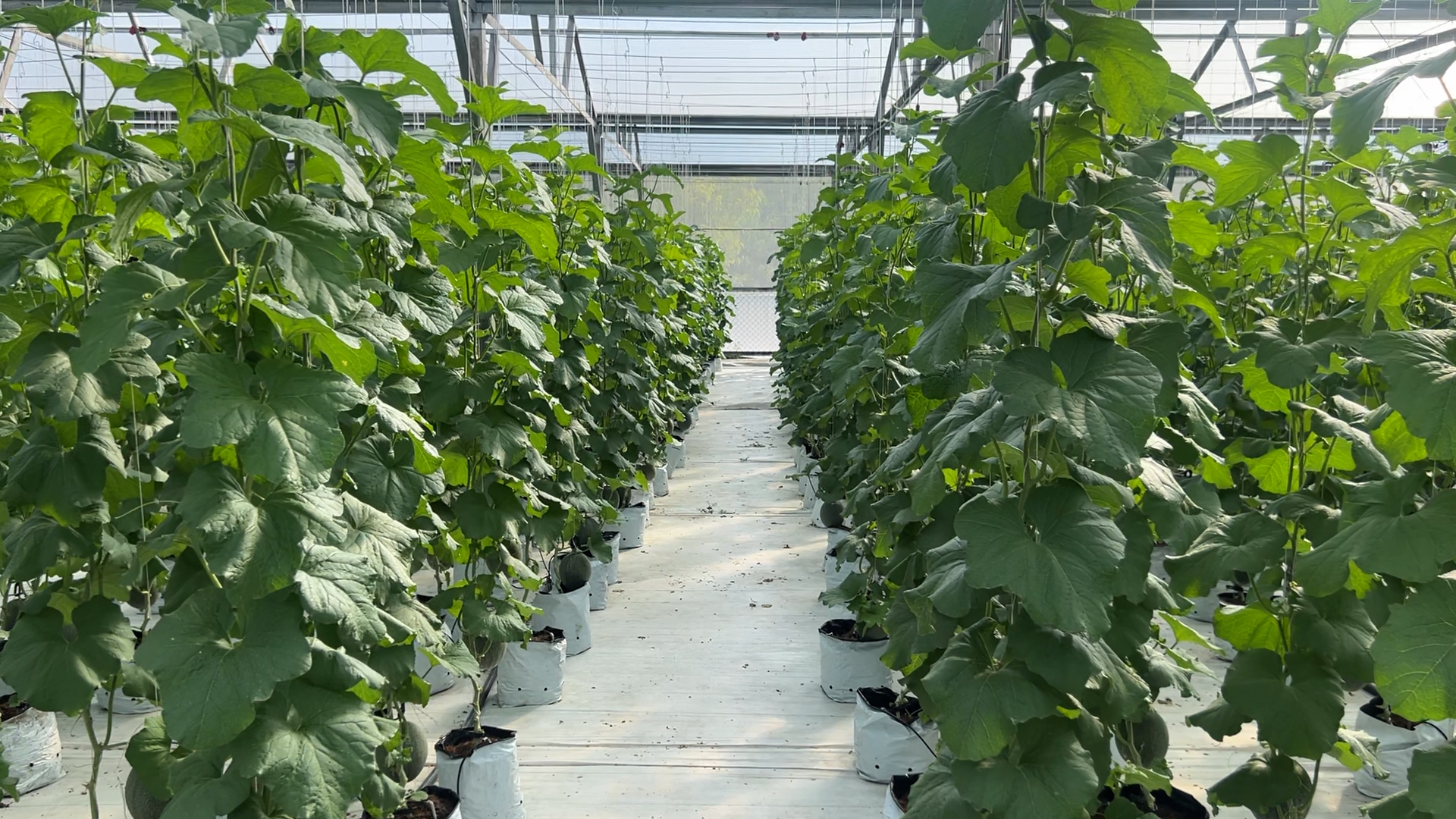 Rẽ hướng thành nông dân trồng dưa lưới, 9x thu đều 200 triệu đồng/năm - Ảnh 1.