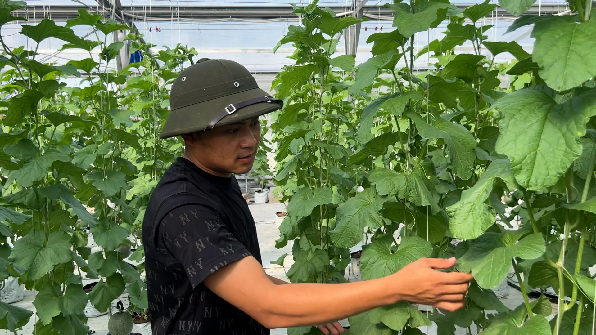 Rẽ hướng thành nông dân trồng dưa lưới, 9x thu đều 200 triệu đồng/năm - Ảnh 2.