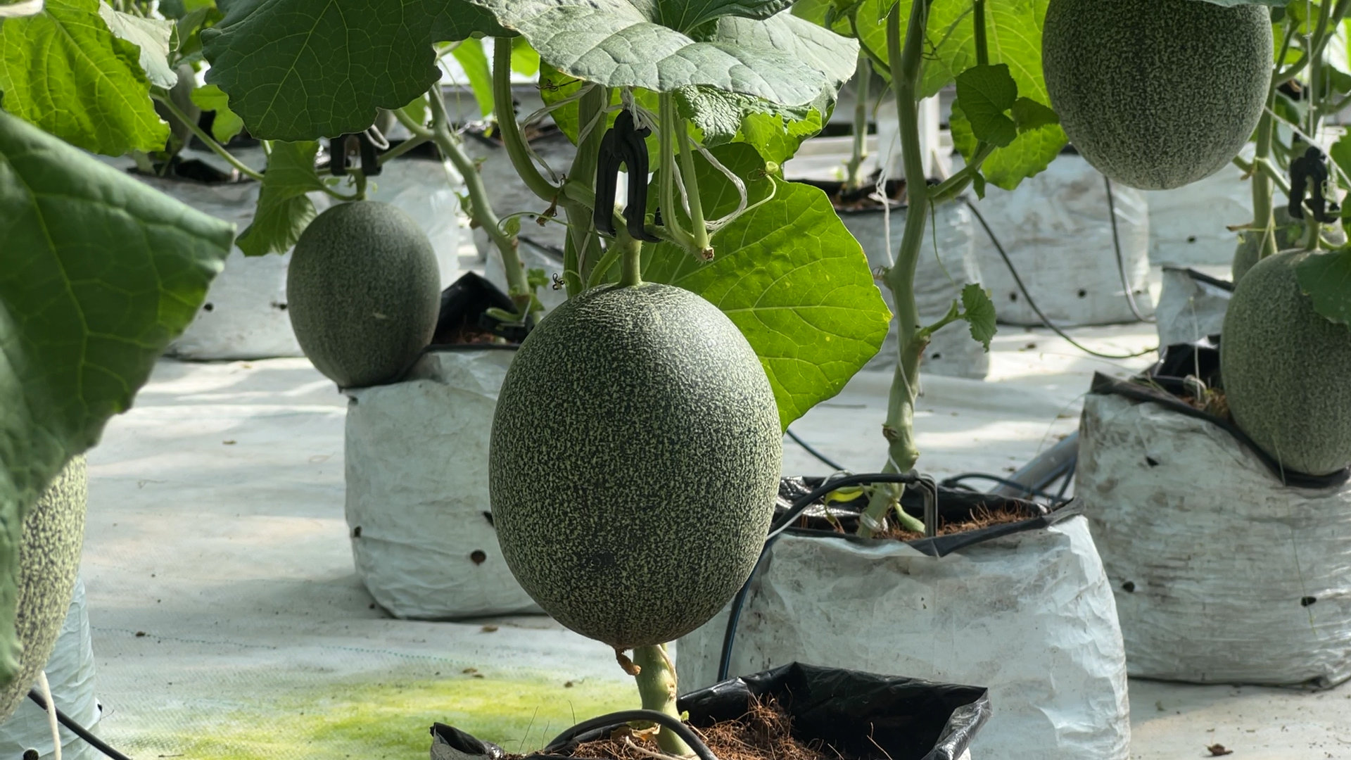 Rẽ hướng thành nông dân trồng dưa lưới, 9x thu đều 200 triệu đồng/năm - Ảnh 3.