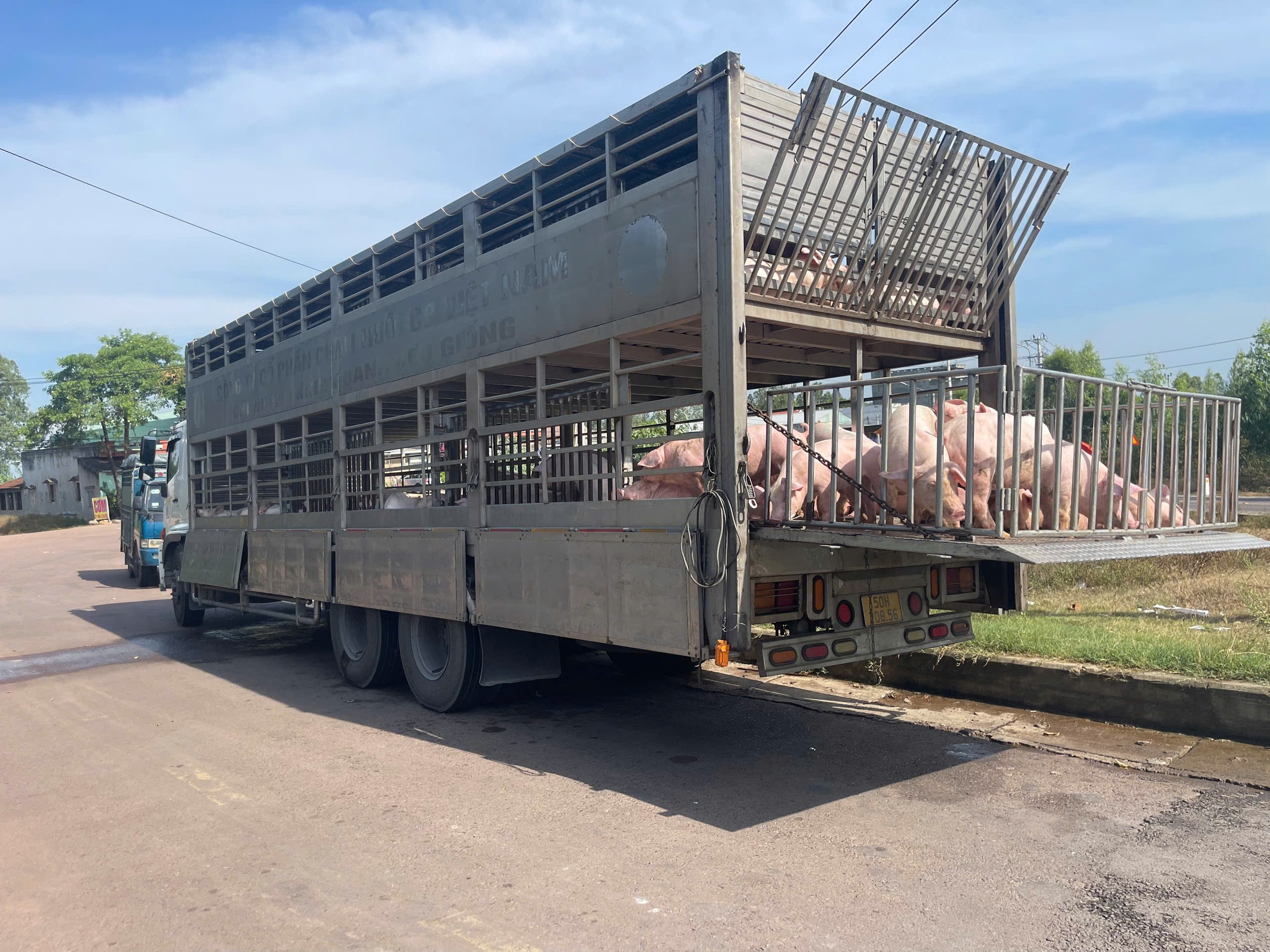 Tiêu hủy 220 con heo mắc dịch tả heo châu Phi - Ảnh 1.