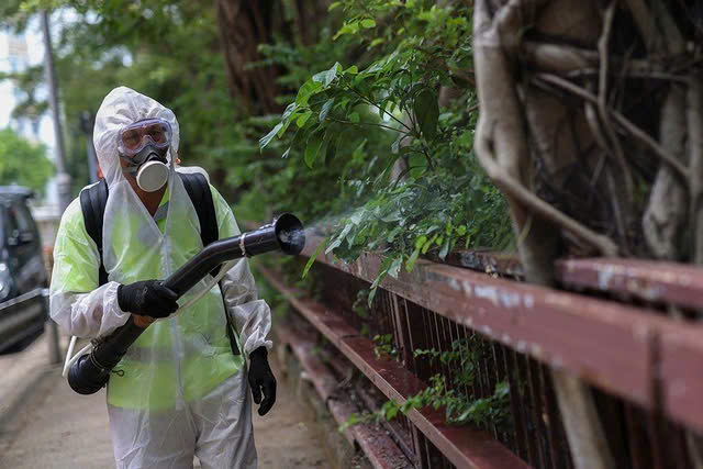 Muỗi truyền bệnh chikungunya có lưu hành tại Việt Nam - Ảnh 1.