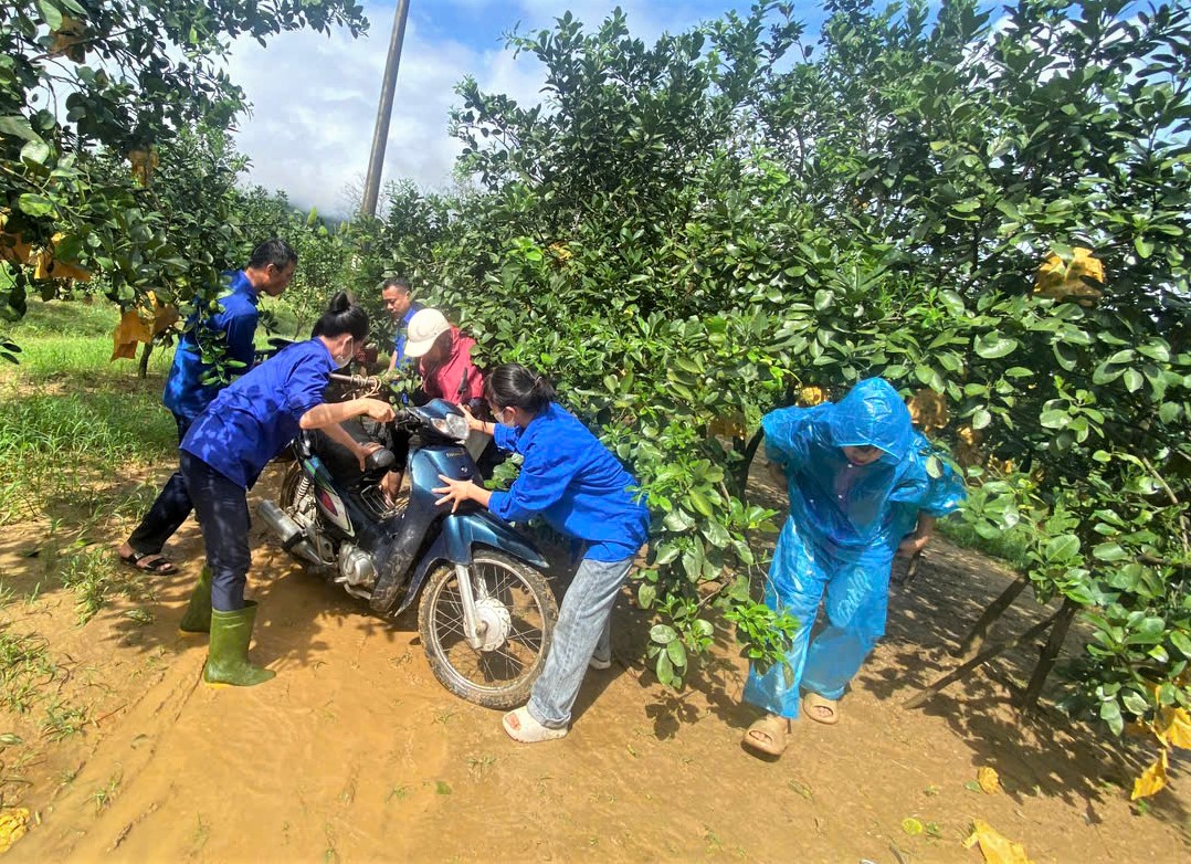 Hỗ trợ thu hoạch bưởi Phúc Trạch sau khi bão số 6 gây ngập úng - Ảnh 8. Hỗ trợ thu hoạch bưởi Phúc Trạch sau khi bão số 6 gây ngập úng - Ảnh 8.
