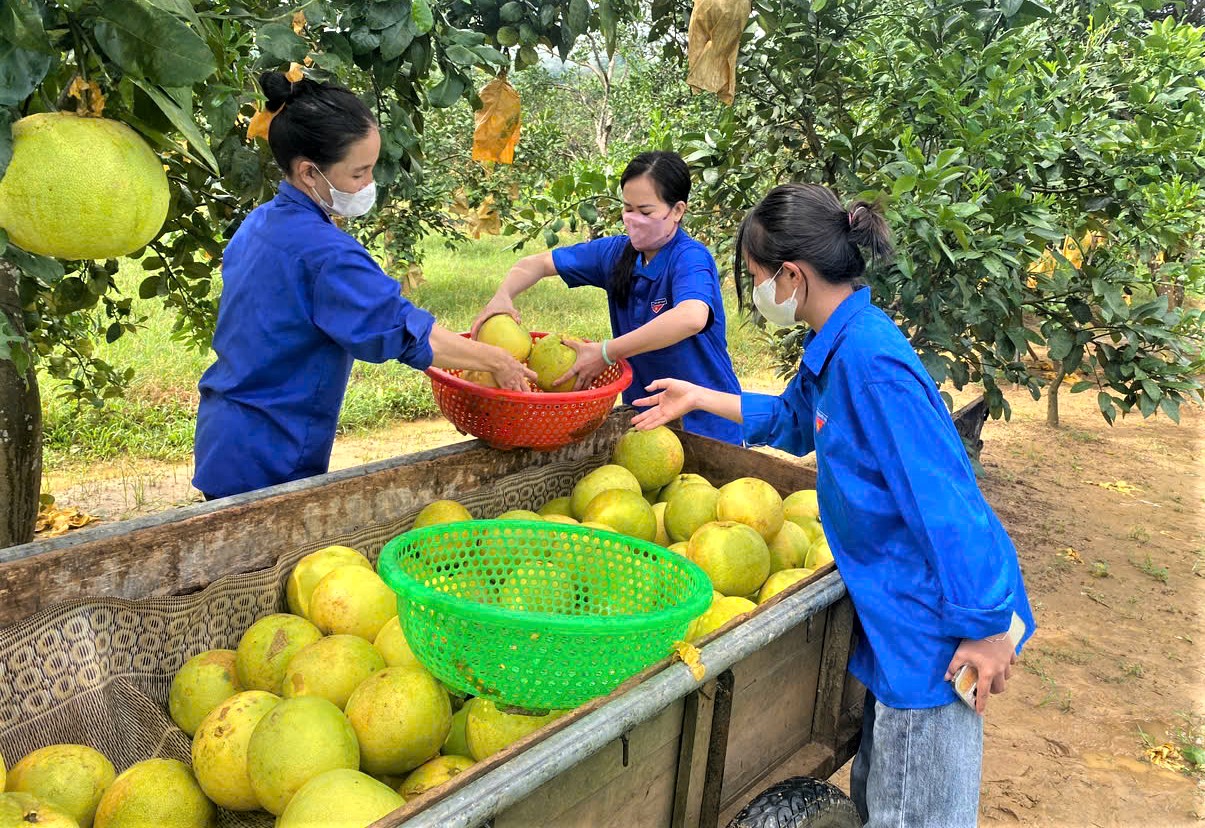 Hỗ trợ thu hoạch bưởi Phúc Trạch sau khi bão số 6 gây ngập úng - Ảnh 7. Hỗ trợ thu hoạch bưởi Phúc Trạch sau khi bão số 6 gây ngập úng - Ảnh 7.