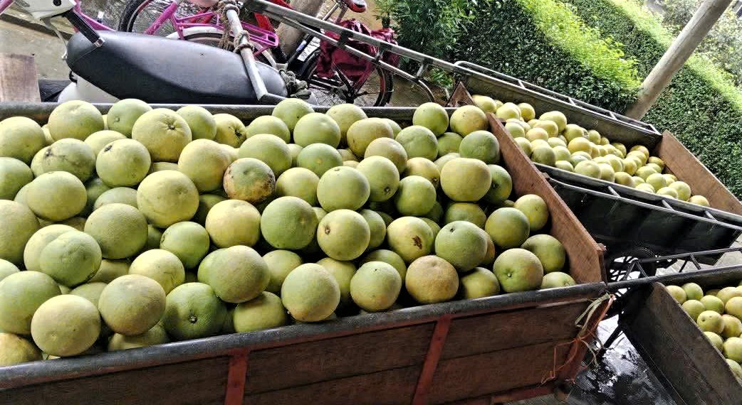 Hỗ trợ thu hoạch bưởi Phúc Trạch sau khi bão số 6 gây ngập úng - Ảnh 5. Hỗ trợ thu hoạch bưởi Phúc Trạch sau khi bão số 6 gây ngập úng - Ảnh 5.