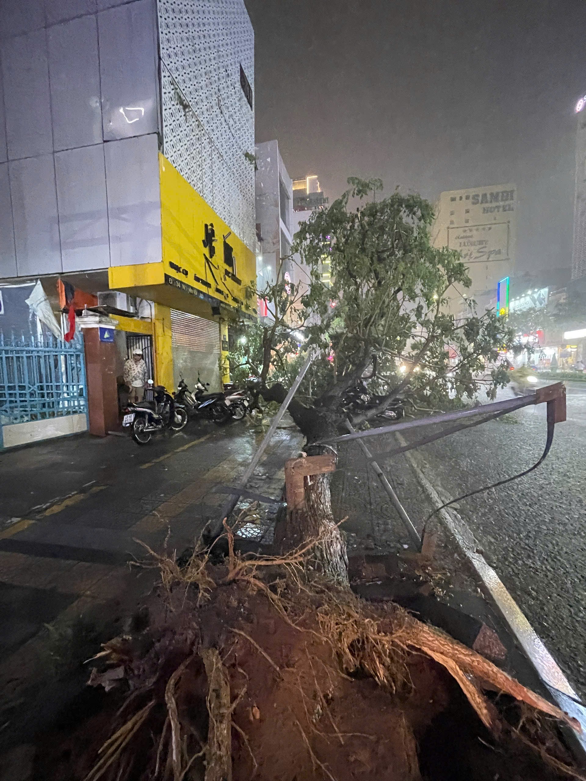 Đà Nẵng: Cây xanh bật gốc giữa phố, đè trúng xe máy trong mưa lớn- Ảnh 1.