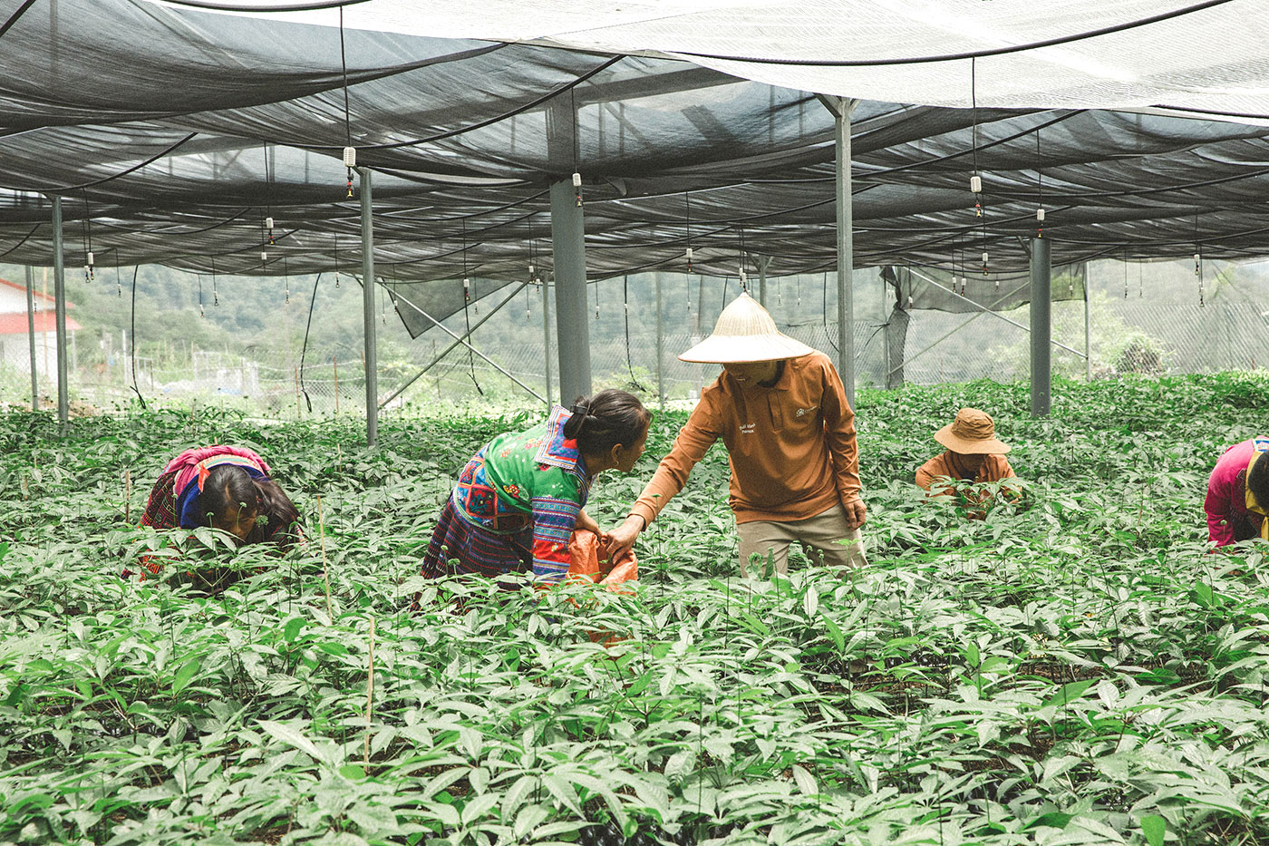 Hồng sâm Việt Nam Thái Minh tạo điểm nhấn tại Triển lãm Thành tựu Đất nước 2025 - Ảnh 5.