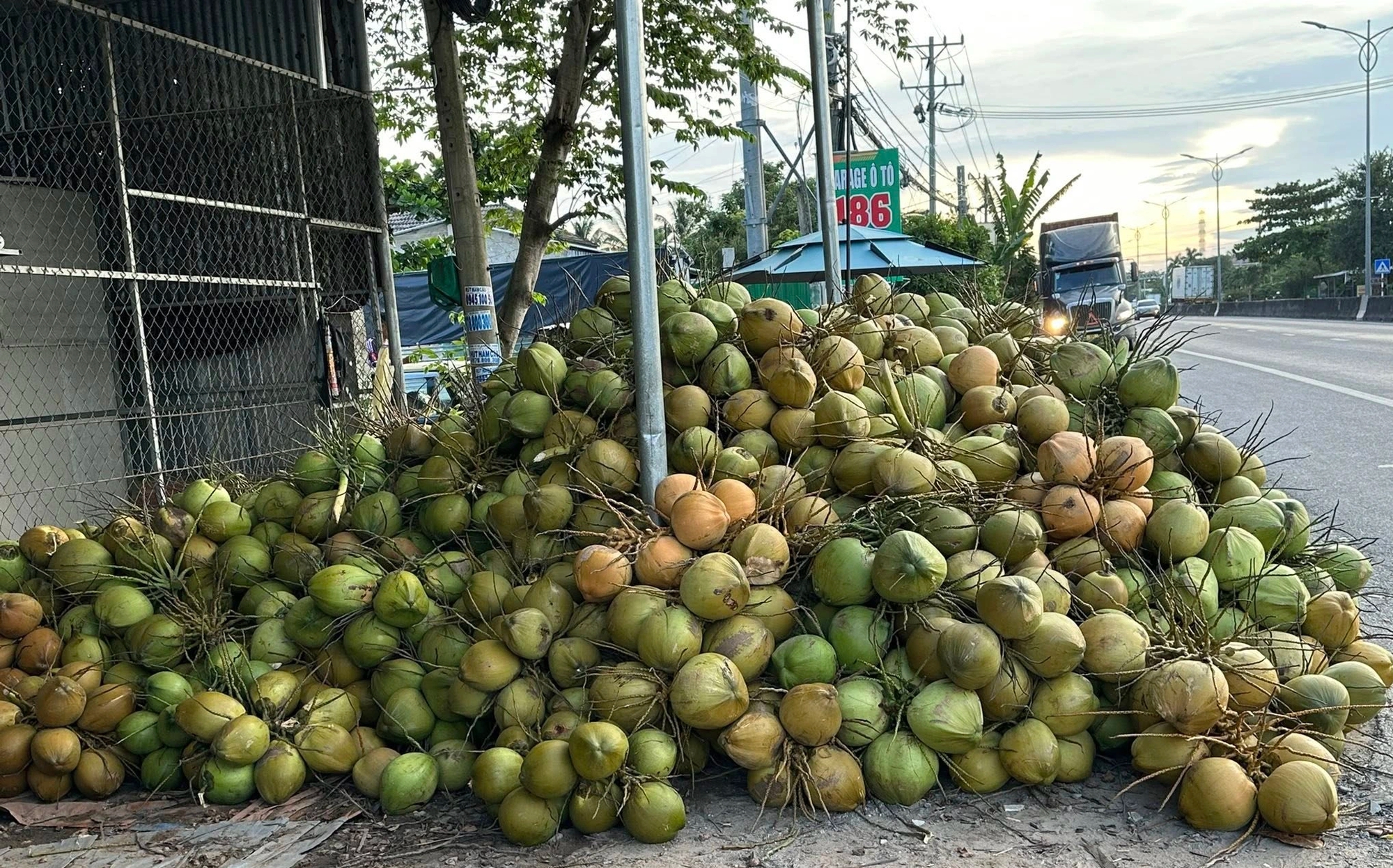 Dừa 'sốt' giá, nhiều nơi chặt bỏ cam sành, mít Thái để trồng dừa  - Ảnh 2.