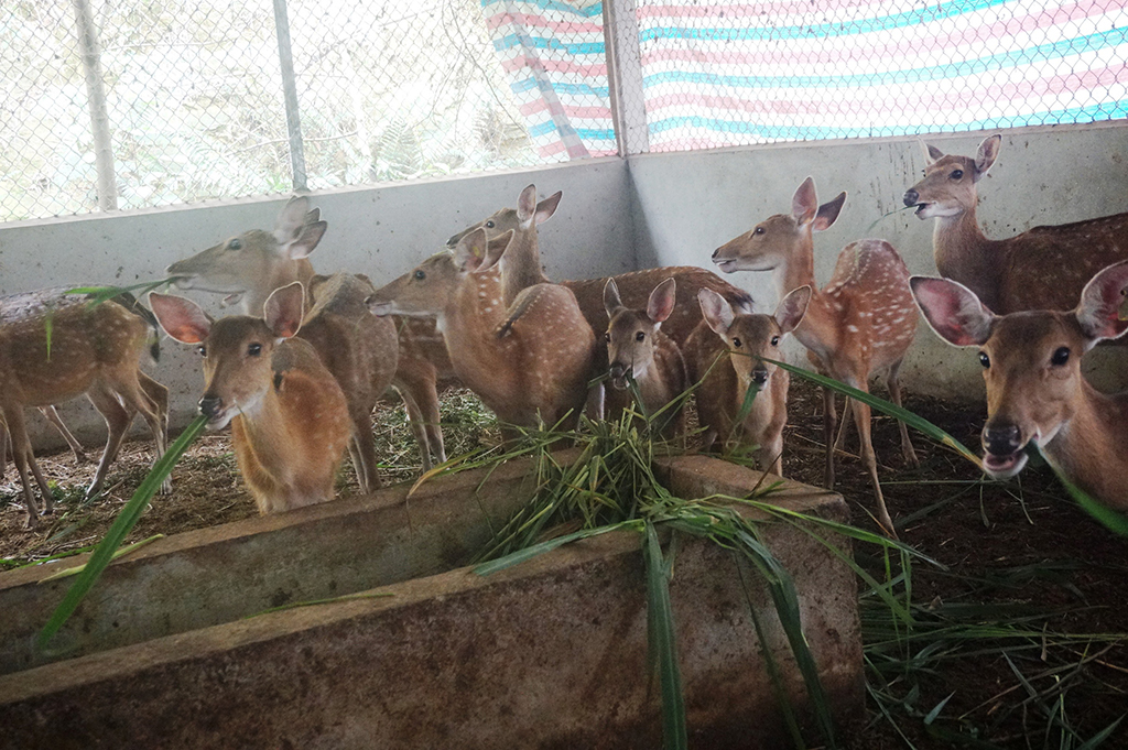 Về 'thủ phủ' nuôi hươu sao - Kỳ 2: Thu trăm tỉ từ lộc nhung - Ảnh 3.