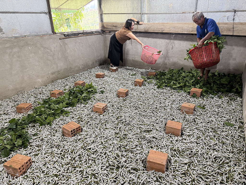 Tơ tằm Bảo Lộc hồi sinh với những Tín hiệu tích cực từ những người yêu nghề - Ảnh 1. Tơ tằm Bảo Lộc hồi sinh với những Tín hiệu tích cực từ những người yêu nghề - Ảnh 1.