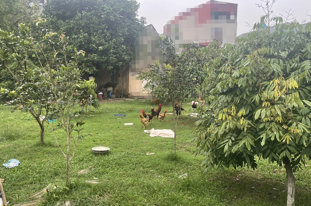 11 anh chị em ruột 'đưa nhau' ra tòa tranh chấp đất thừa kế- Ảnh 2. 11 anh chị em ruột 'đưa nhau' ra tòa tranh chấp đất thừa kế- Ảnh 2.