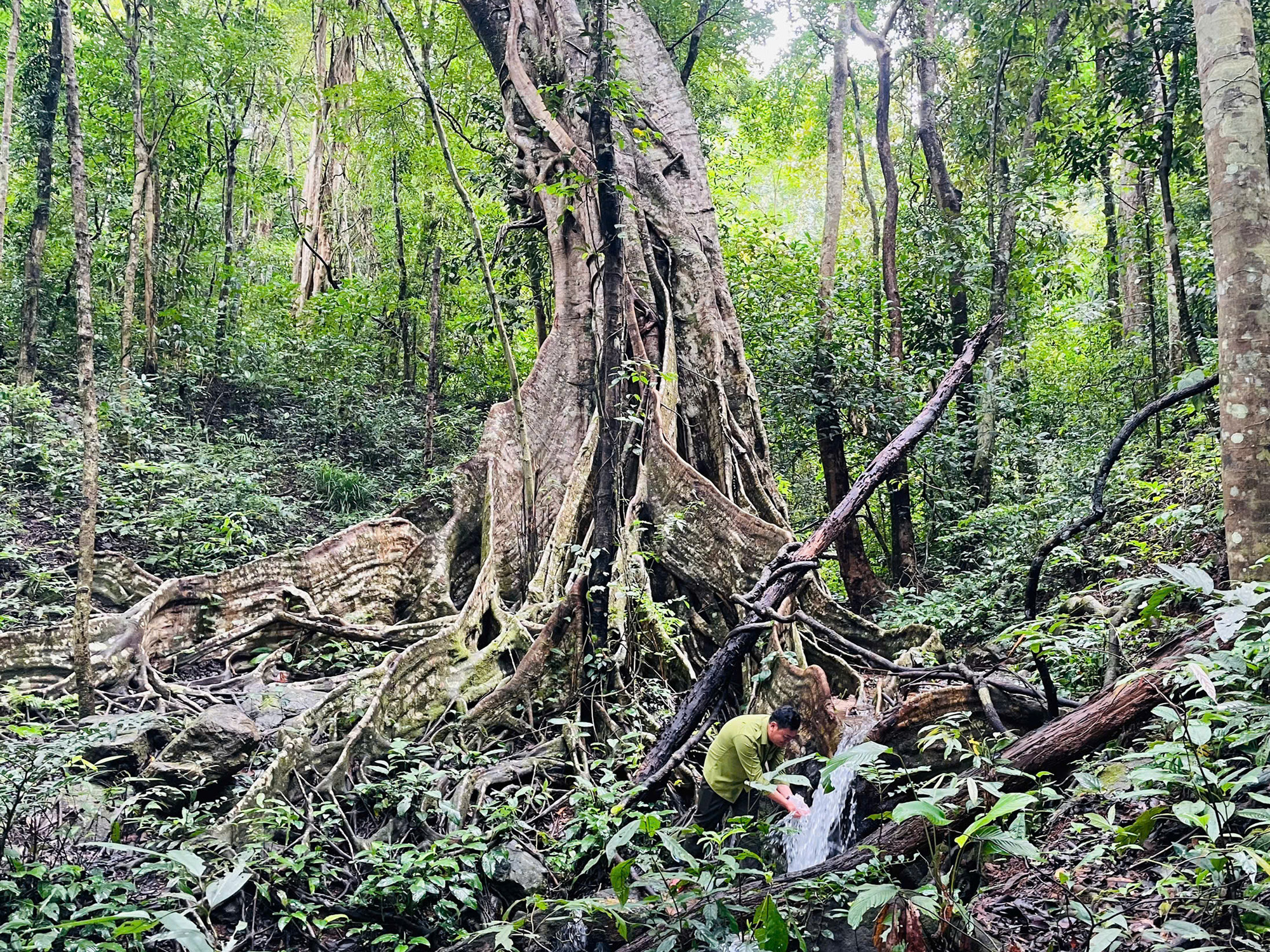 6 أشجار بانيان قديمة في وسط غابة كون كا كينه هي أشجار تراثية فيتنامية - صورة 2. 6 cây đa cổ thụ giữa rừng Kon Ka Kinh là cây di sản Việt Nam- Ảnh 2.