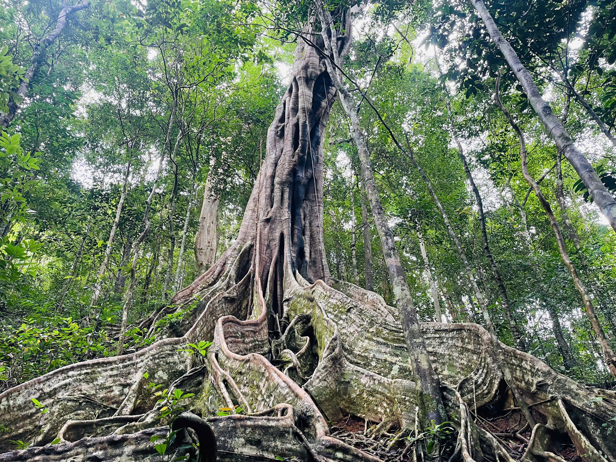 6 أشجار بانيان قديمة في وسط غابة كون كا كينه هي أشجار تراثية فيتنامية - الصورة 1. 6 cây đa cổ thụ giữa rừng Kon Ka Kinh là cây di sản Việt Nam- Ảnh 1.