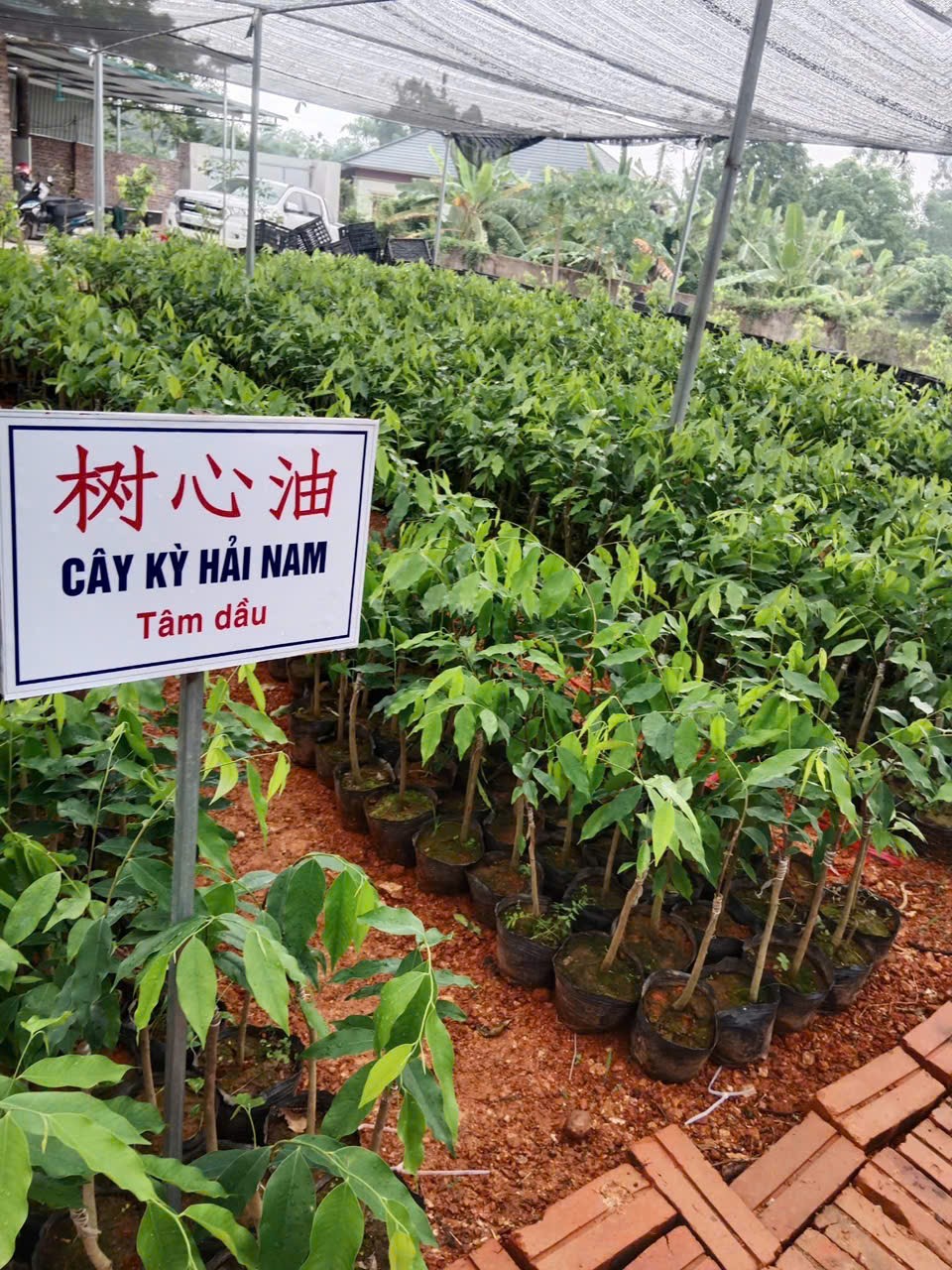 Trồng kỳ hải nam thu tiền tỉ, thật hay …