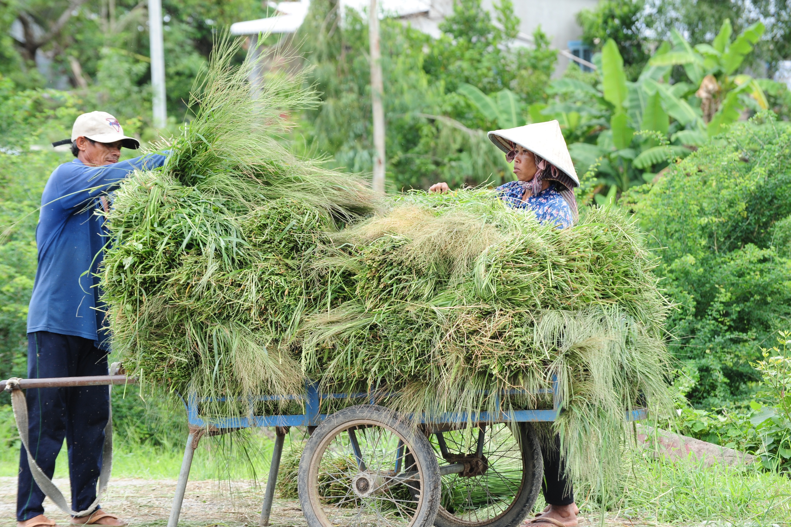 Những ngôi chợ độc nhất miền Tây: Chợ cỏ Ô Lâm, 'nồi cơm' vùng Bảy Núi  - Ảnh 1.