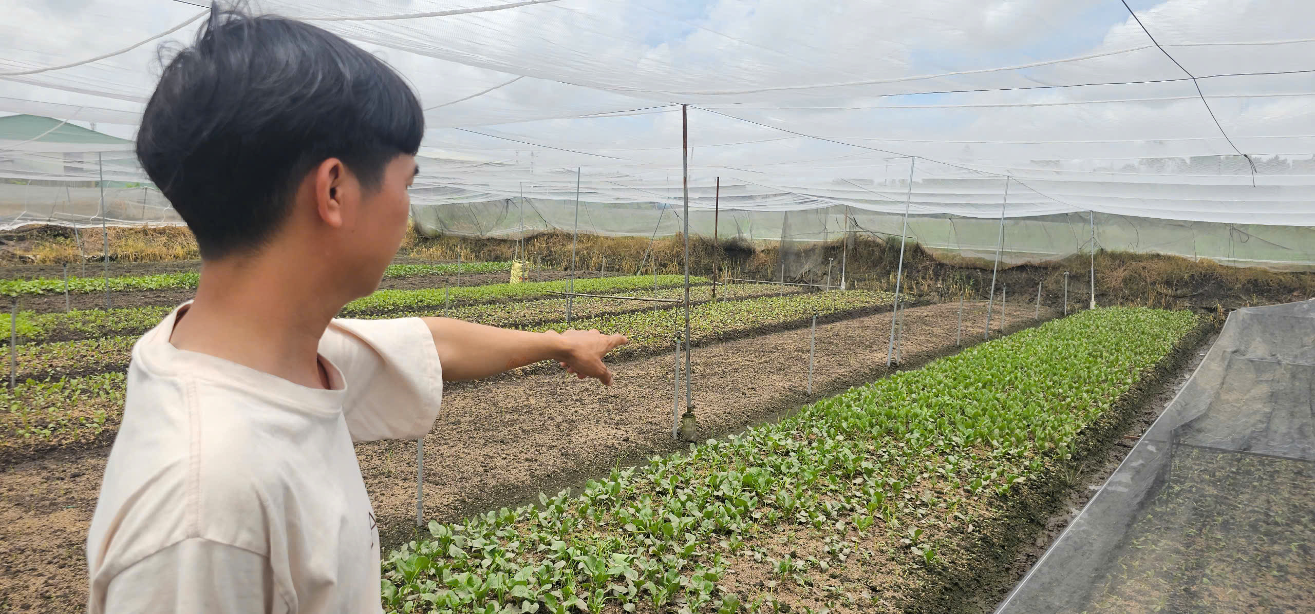 Mưa lớn gây ngập hàng ngàn mét vuông rau màu ở TP.HCM, nông dân thiệt hại nặng- Ảnh 3.