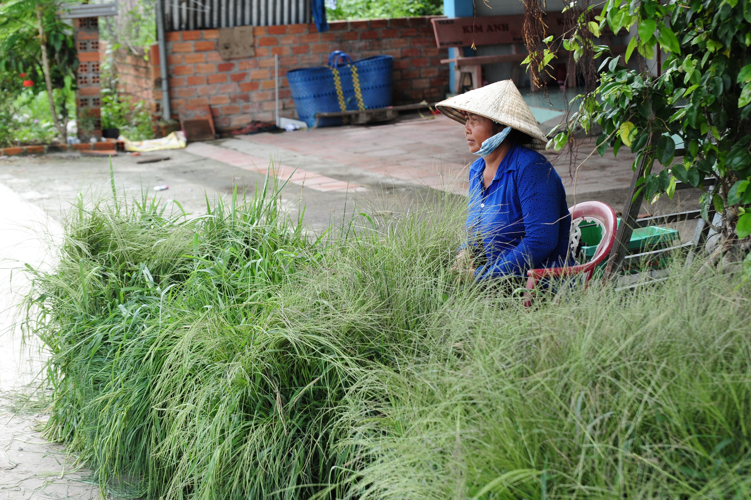 Những ngôi chợ độc nhất miền Tây: Chợ cỏ Ô Lâm, 'nồi cơm' vùng Bảy Núi  - Ảnh 5.
