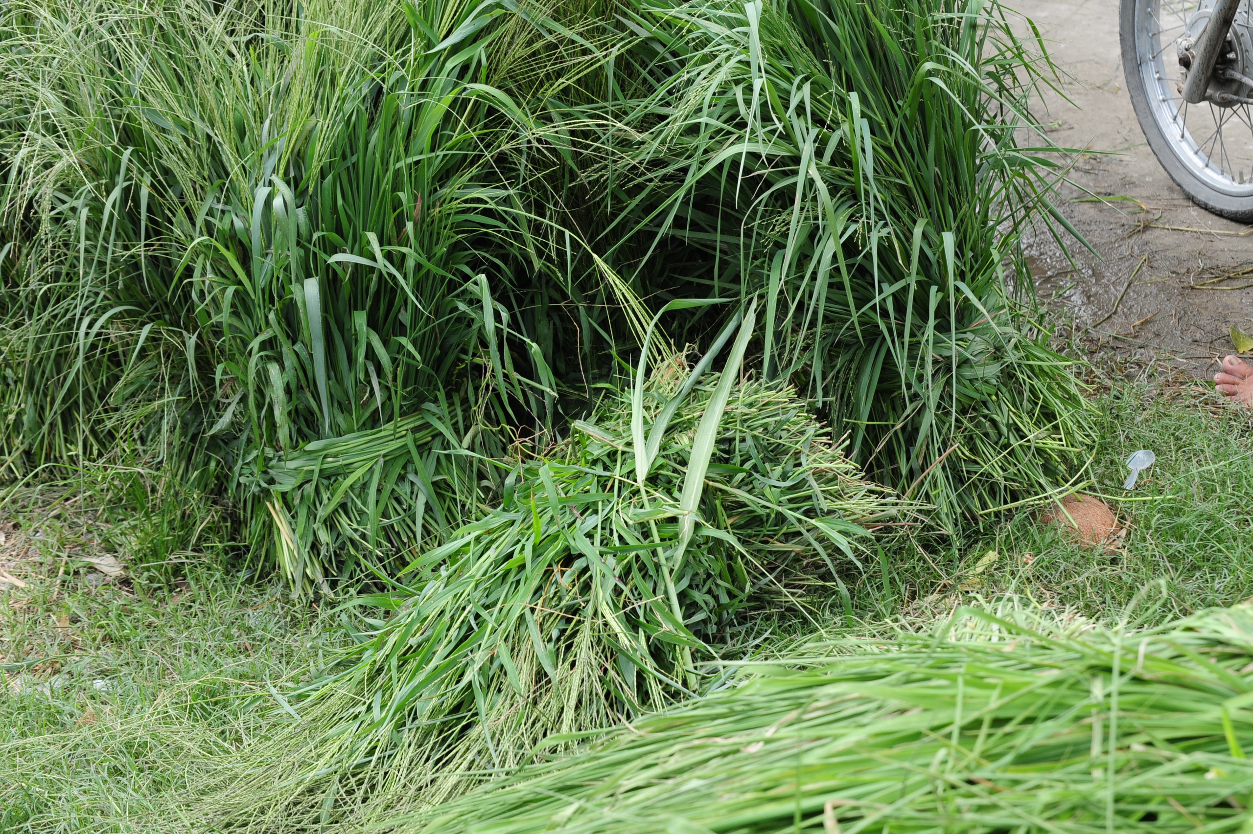 Những ngôi chợ độc nhất miền Tây: Chợ cỏ Ô Lâm, 'nồi cơm' vùng Bảy Núi  - Ảnh 7.