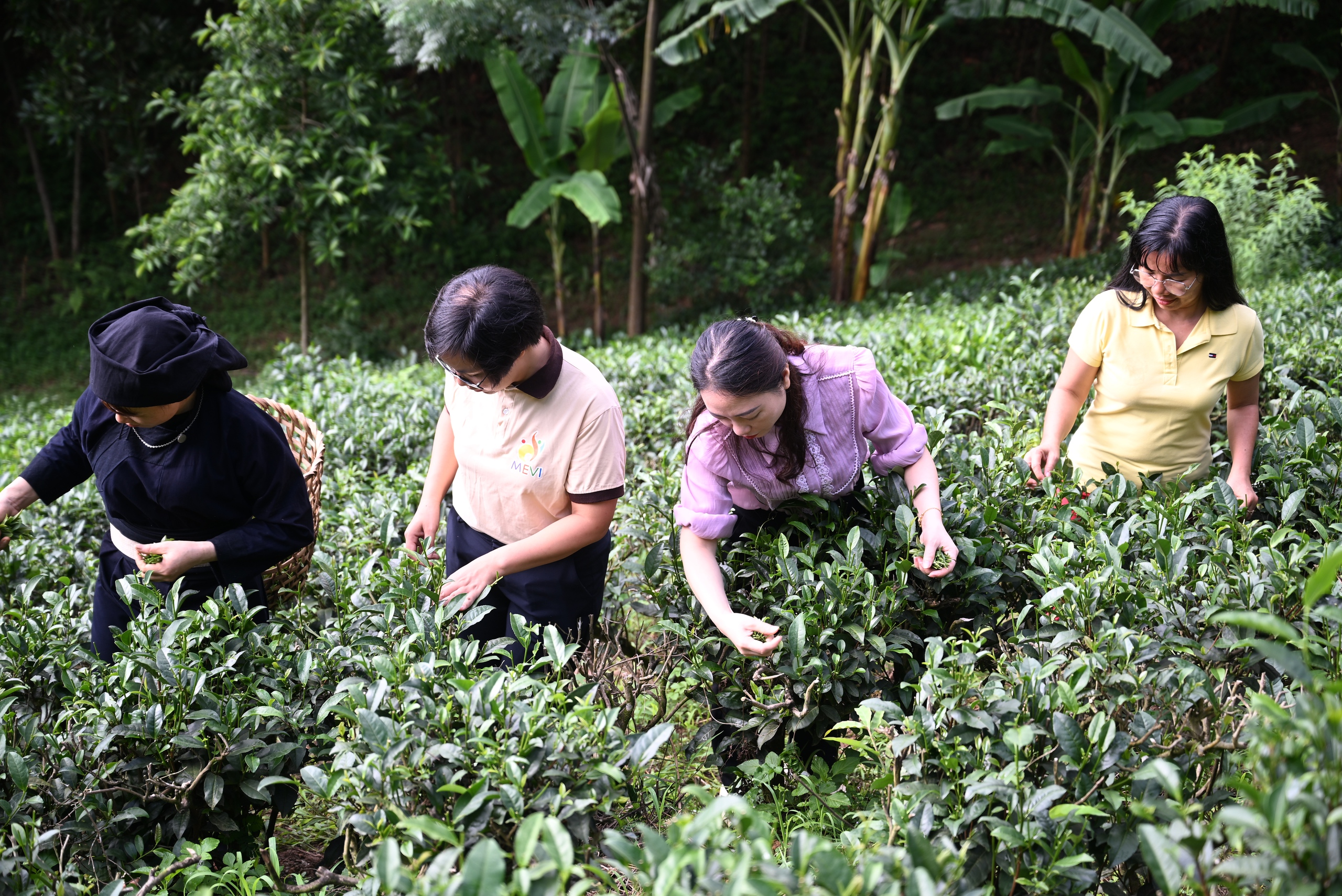 C&ugrave;ng sống xanh số 125: Khi sơn nữ bỏ chăm ch&egrave; bằng h&oacute;a chất sang d&ugrave;ng giải ph&aacute;p 7 kh&ocirc;ng- Ảnh 3.