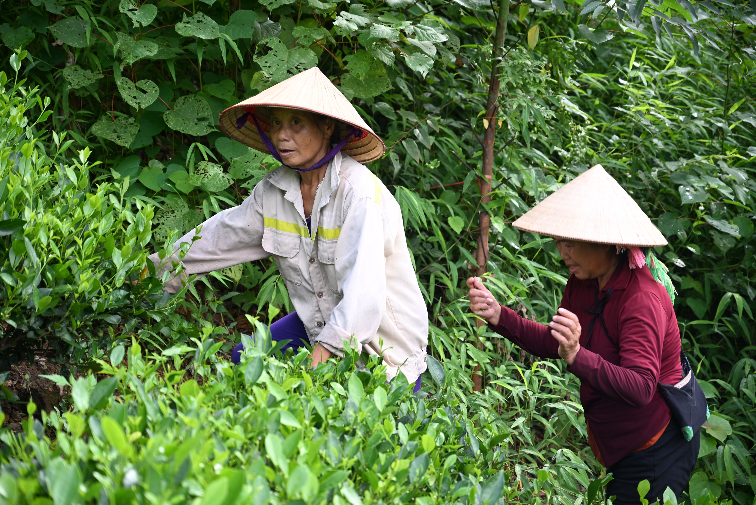 C&ugrave;ng sống xanh số 125: Khi sơn nữ bỏ chăm ch&egrave; bằng h&oacute;a chất sang d&ugrave;ng giải ph&aacute;p 7 kh&ocirc;ng- Ảnh 2.