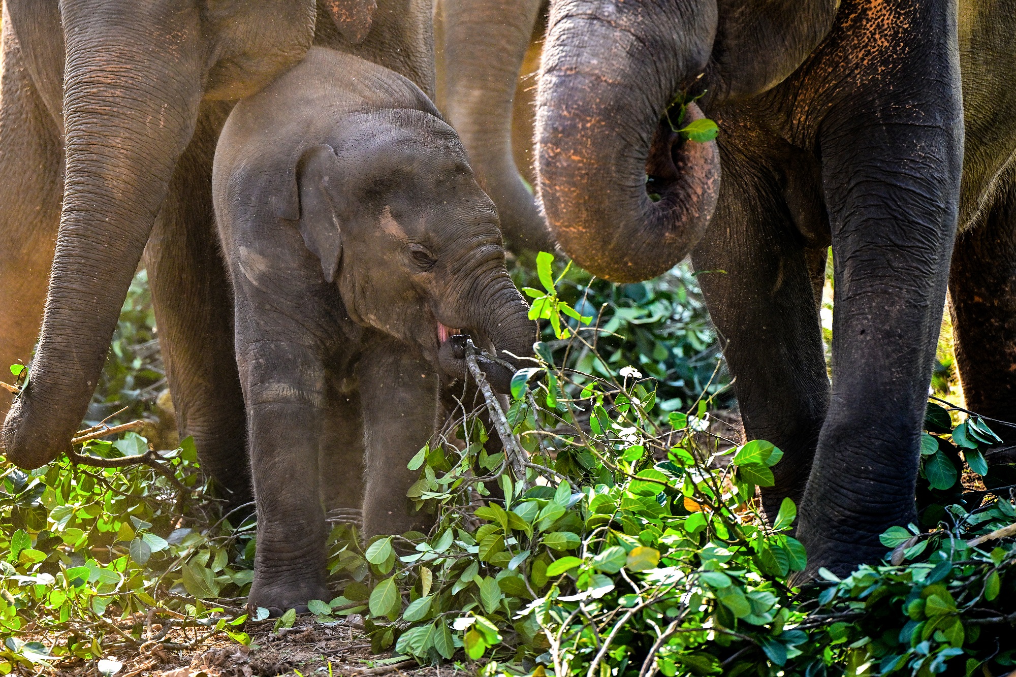 Sri Lanka phạt người giữ voi 15 năm tù trong vụ án buôn bán voi trái phép - Ảnh 1.