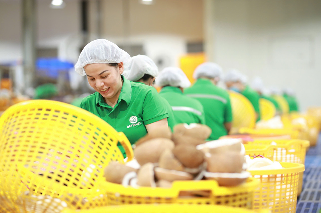 Đưa dừa thành ngành công nghiệp tỉ USD- Ảnh 3. Đưa dừa thành ngành công nghiệp tỉ USD- Ảnh 3.