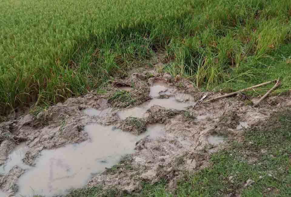 Cấp thiết bảo tồn voi: Ngăn chặn suy giảm  số lượng và quần thể - Ảnh 4.