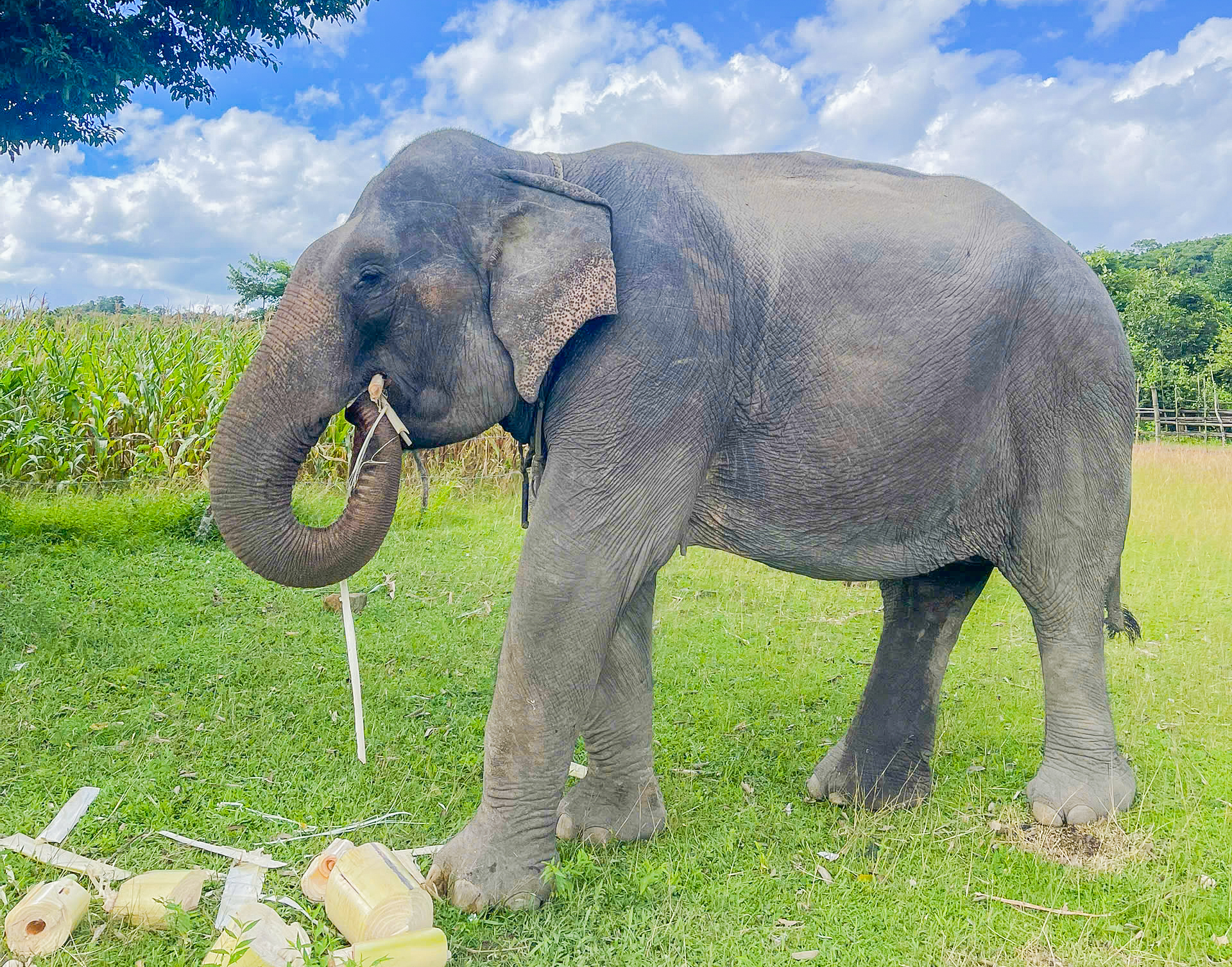 Voi nhà H’Tâu và đôi mắt ‘biết nói’ - Ảnh 3.