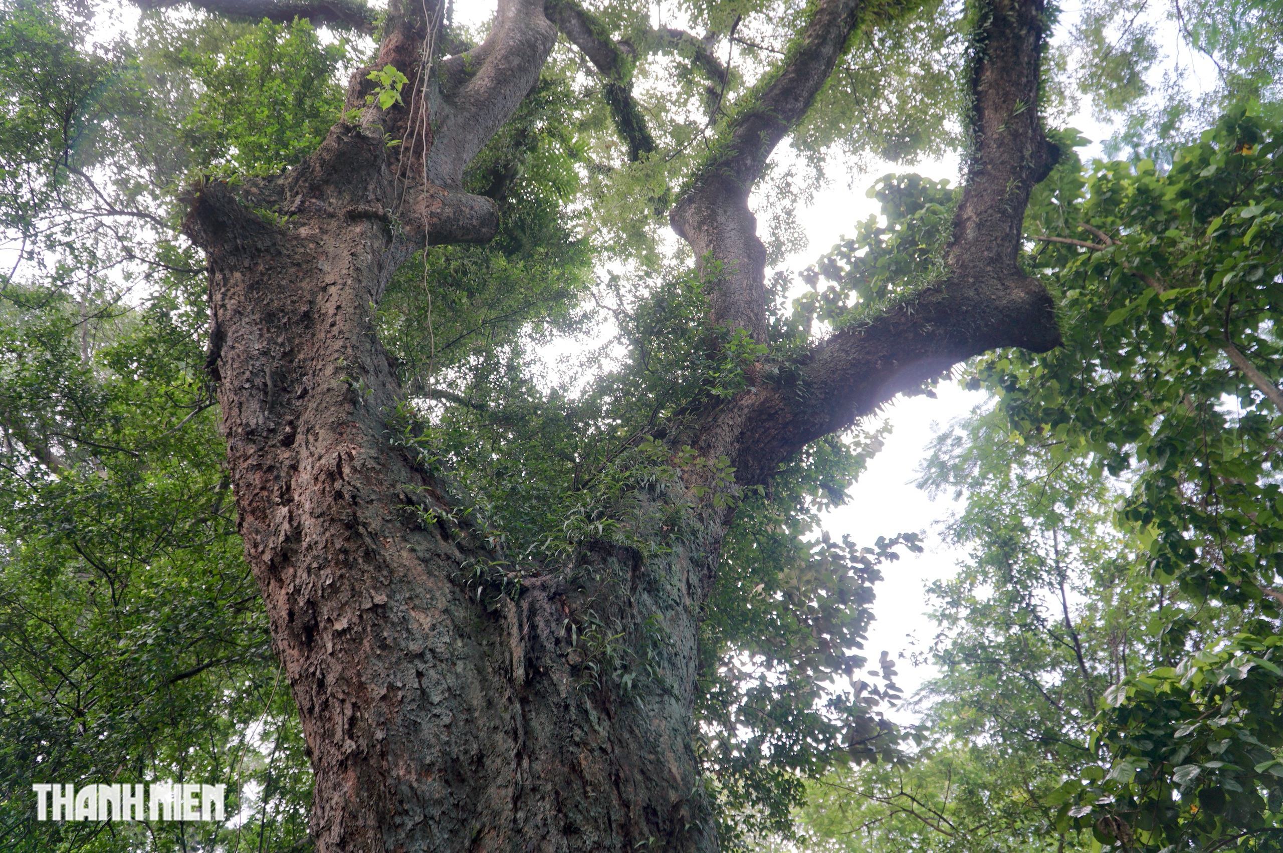 C&acirc;y x&agrave; cừ lớn nhất Việt Nam, cao 62 m nằm trong Thảo Cầm Vi&ecirc;n  - Ảnh 5.