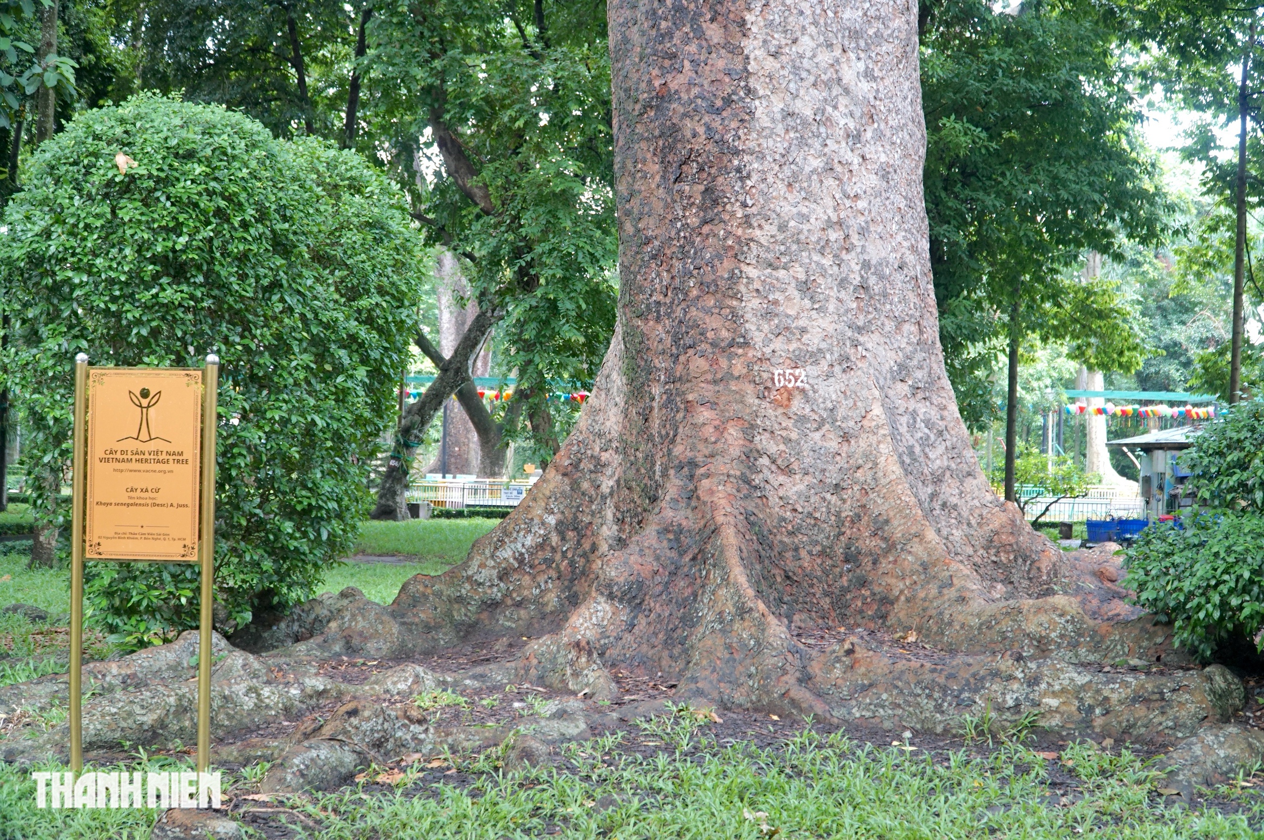 C&acirc;y x&agrave; cừ lớn nhất Việt Nam, cao 62 m nằm trong Thảo Cầm Vi&ecirc;n  - Ảnh 8.