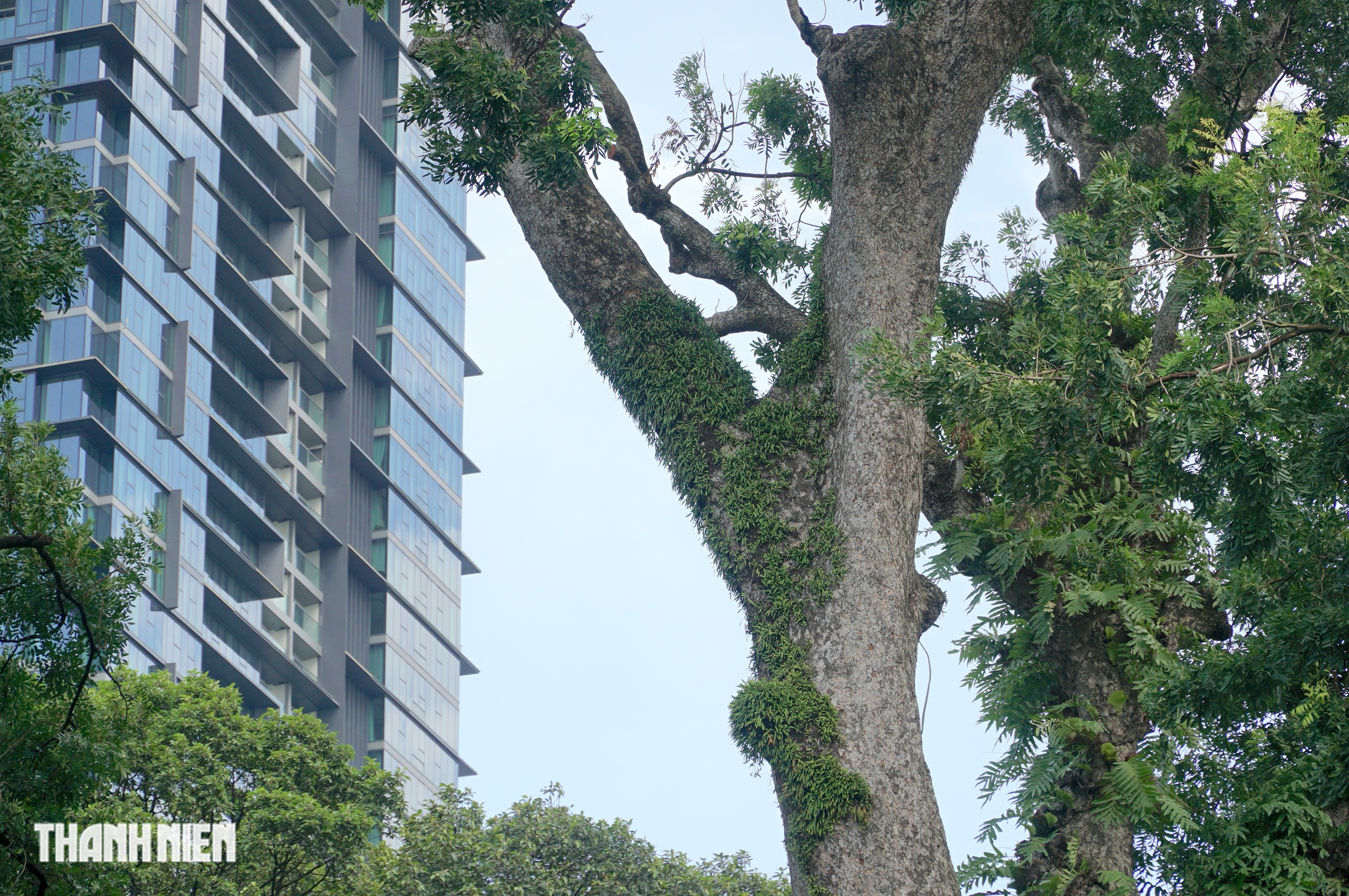 C&acirc;y x&agrave; cừ lớn nhất Việt Nam, cao 62 m nằm trong Thảo Cầm Vi&ecirc;n  - Ảnh 3.