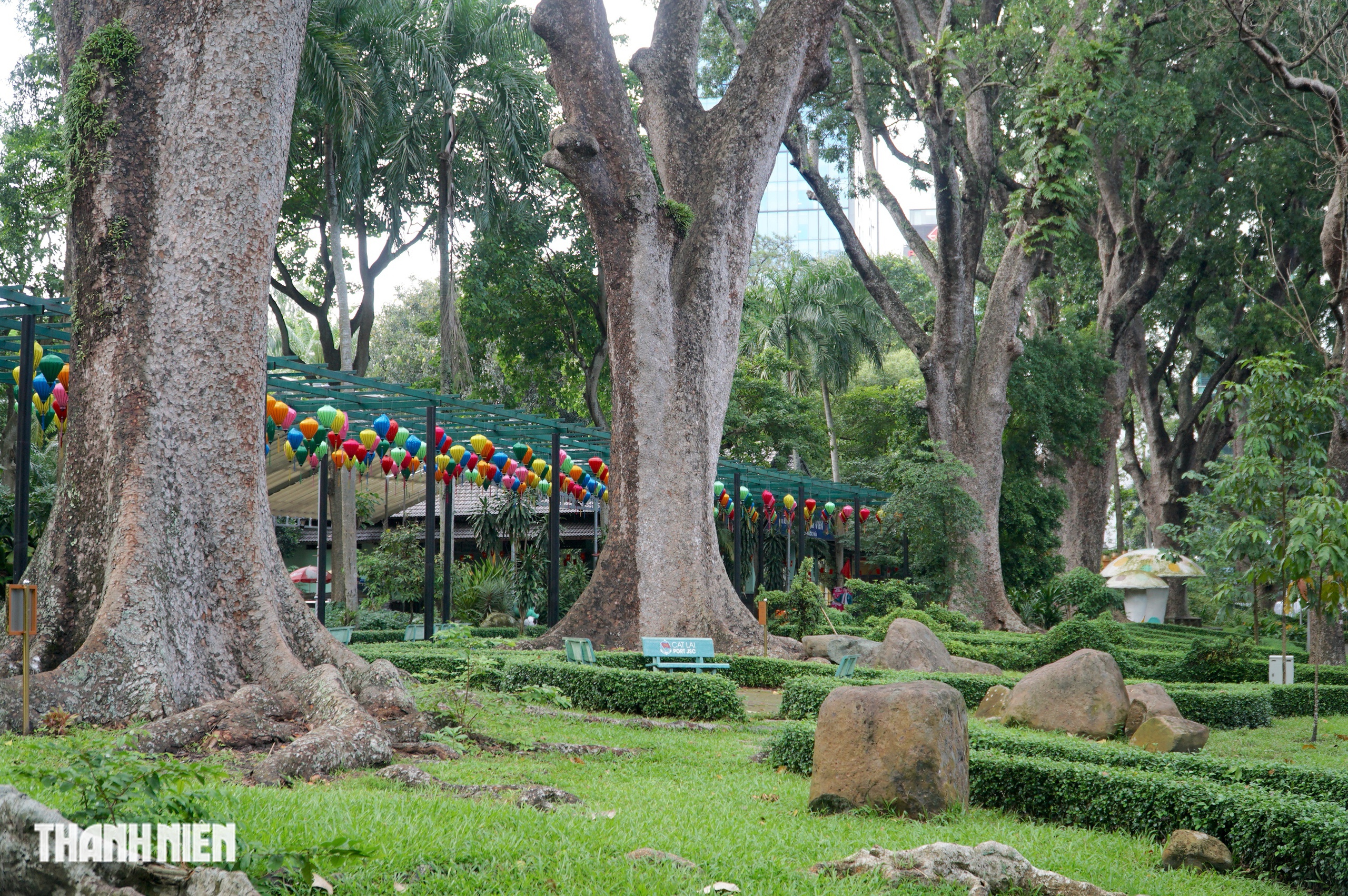 C&acirc;y x&agrave; cừ lớn nhất Việt Nam, cao 62 m nằm trong Thảo Cầm Vi&ecirc;n  - Ảnh 9.