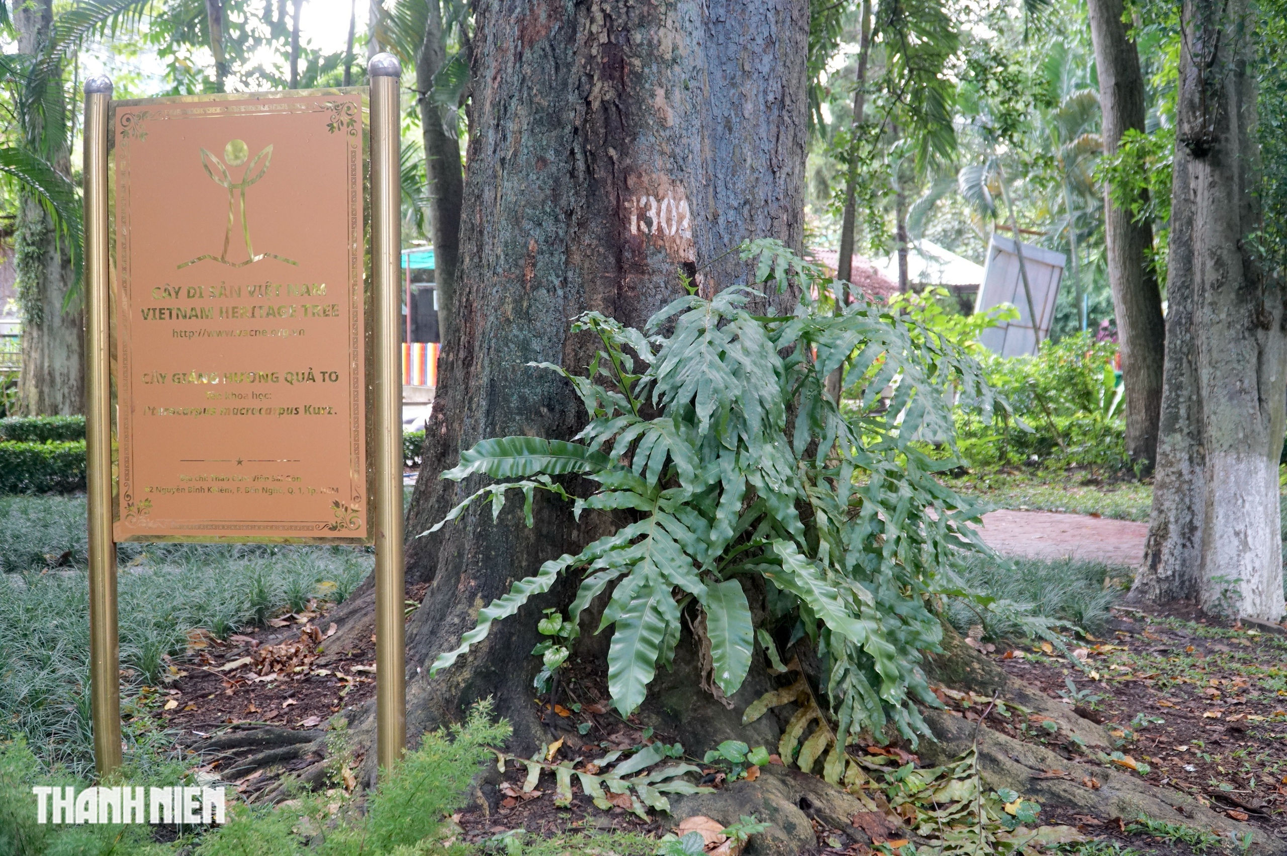 C&acirc;y x&agrave; cừ lớn nhất Việt Nam, cao 62 m nằm trong Thảo Cầm Vi&ecirc;n  - Ảnh 4.