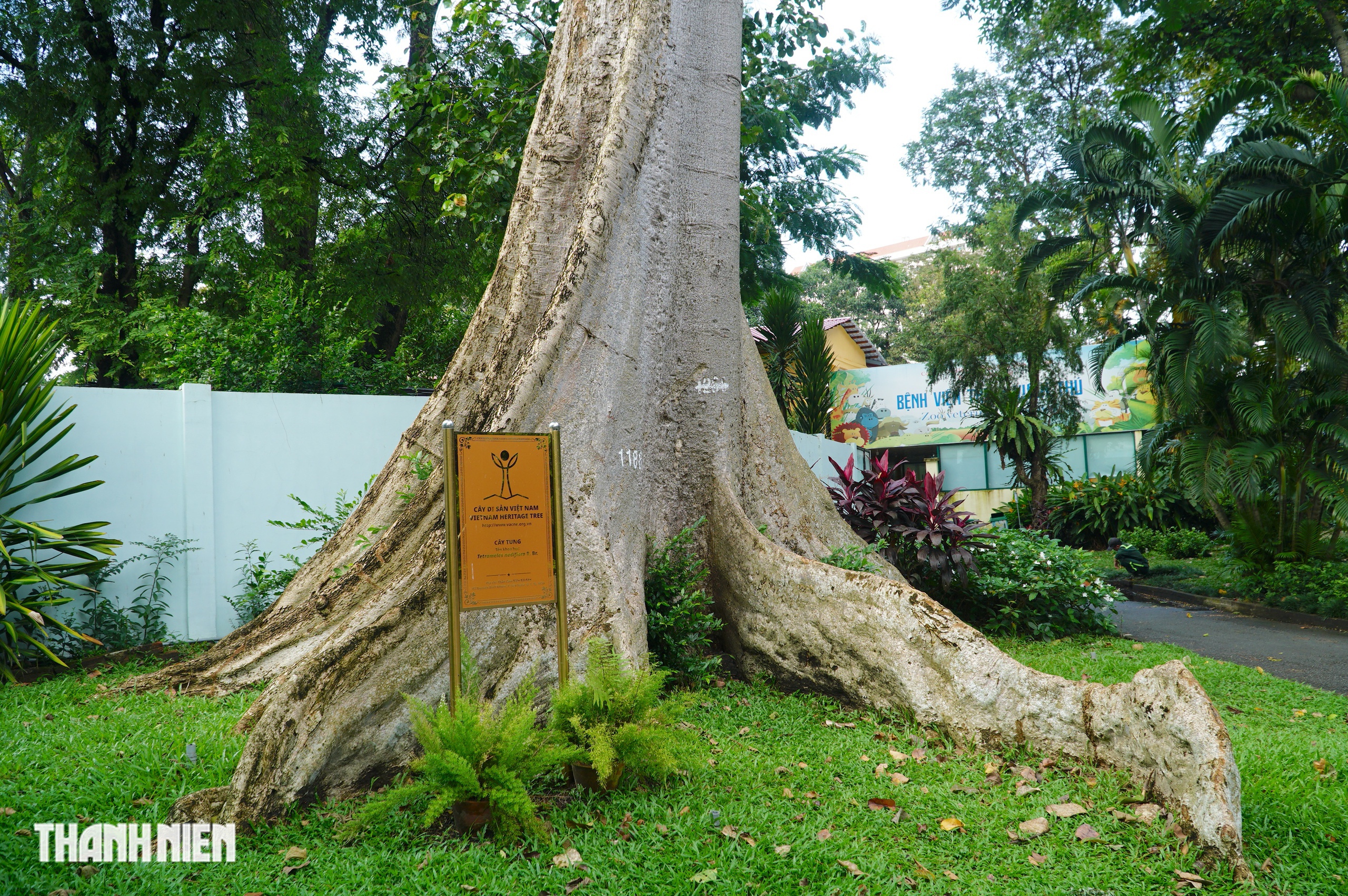 C&acirc;y x&agrave; cừ lớn nhất Việt Nam, cao 62 m nằm trong Thảo Cầm Vi&ecirc;n  - Ảnh 7.