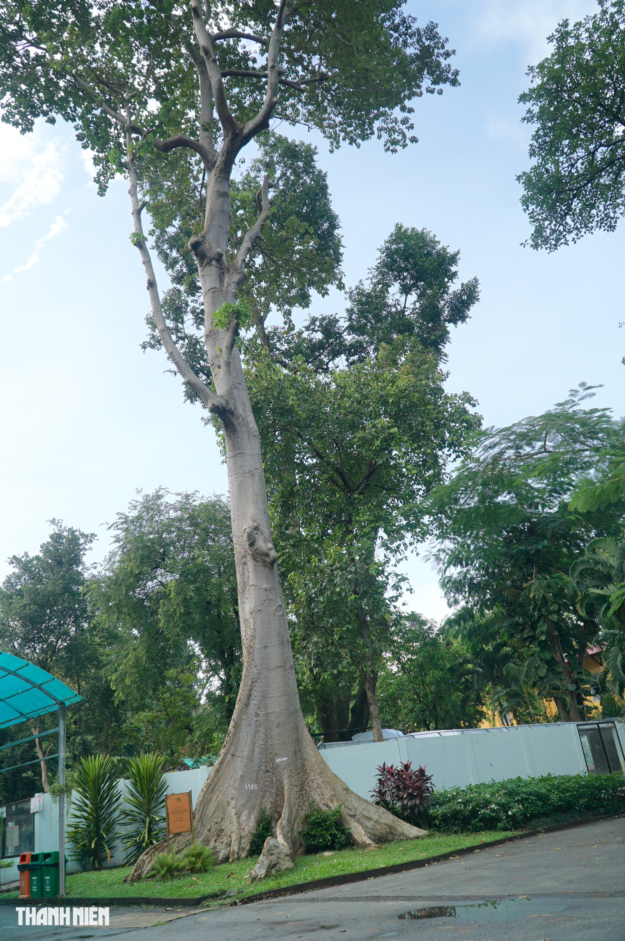 C&acirc;y x&agrave; cừ lớn nhất Việt Nam, cao 62 m nằm trong Thảo Cầm Vi&ecirc;n  - Ảnh 6.