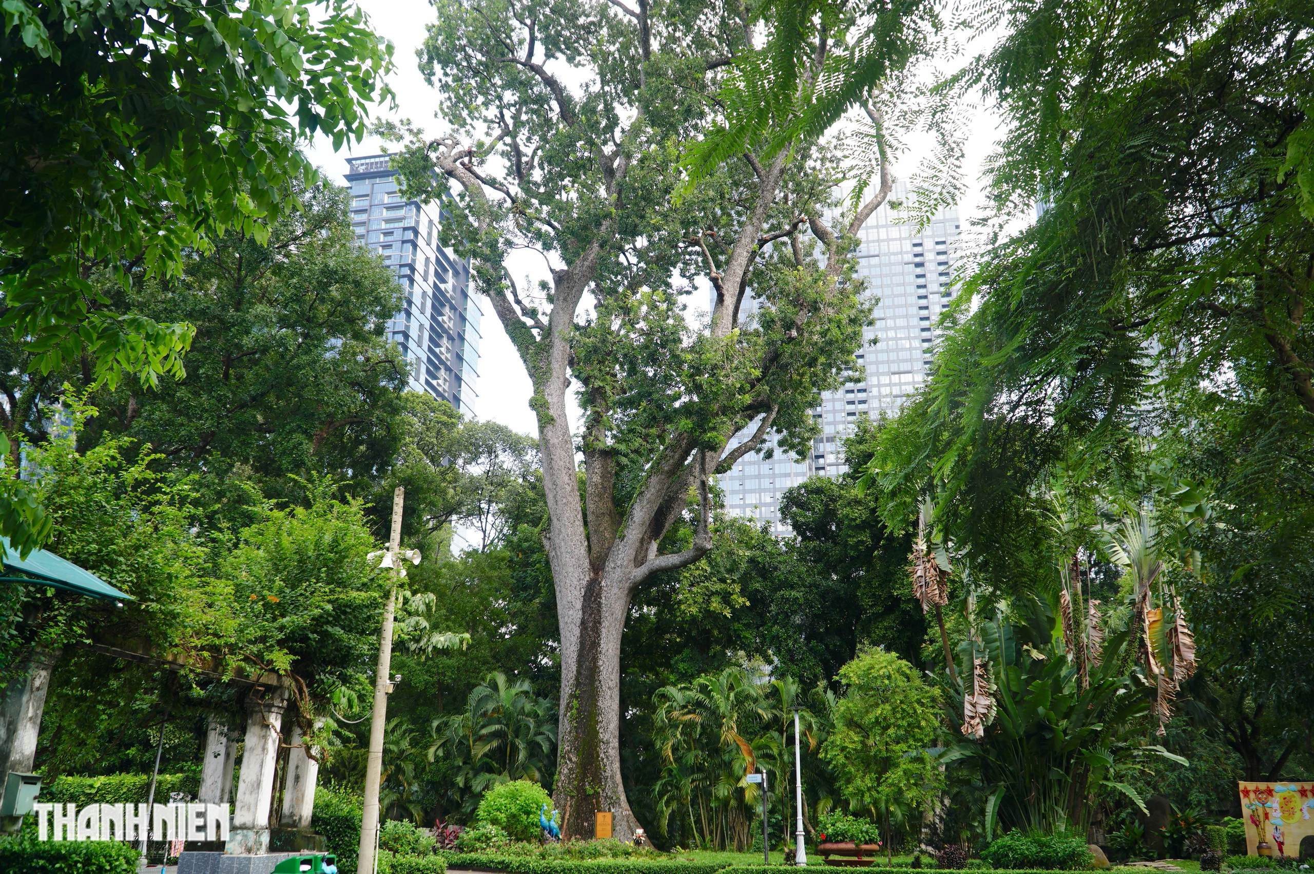 C&acirc;y x&agrave; cừ lớn nhất Việt Nam, cao 62 m nằm trong Thảo Cầm Vi&ecirc;n  - Ảnh 1.
