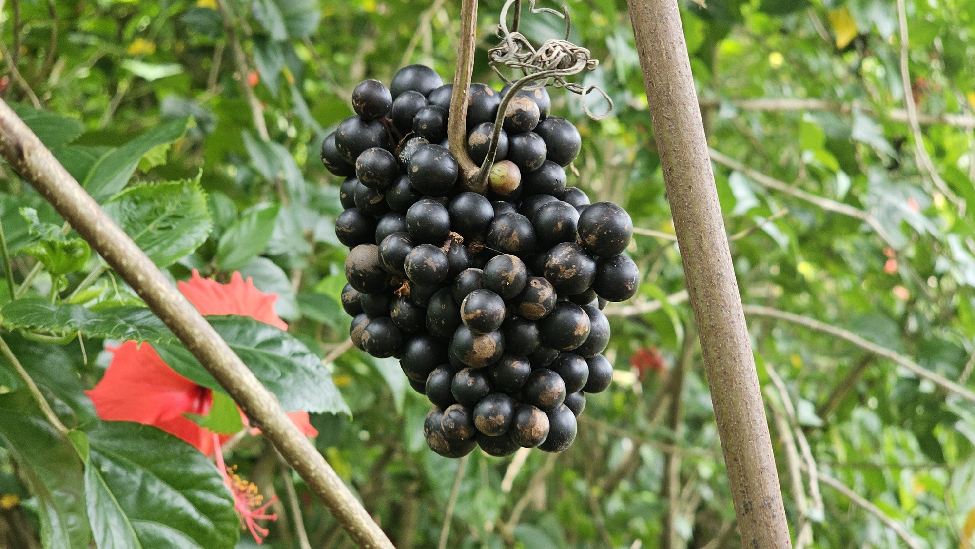 Hái nho rừng mưu sinh cạnh sân bay Long Thành - Ảnh 5.