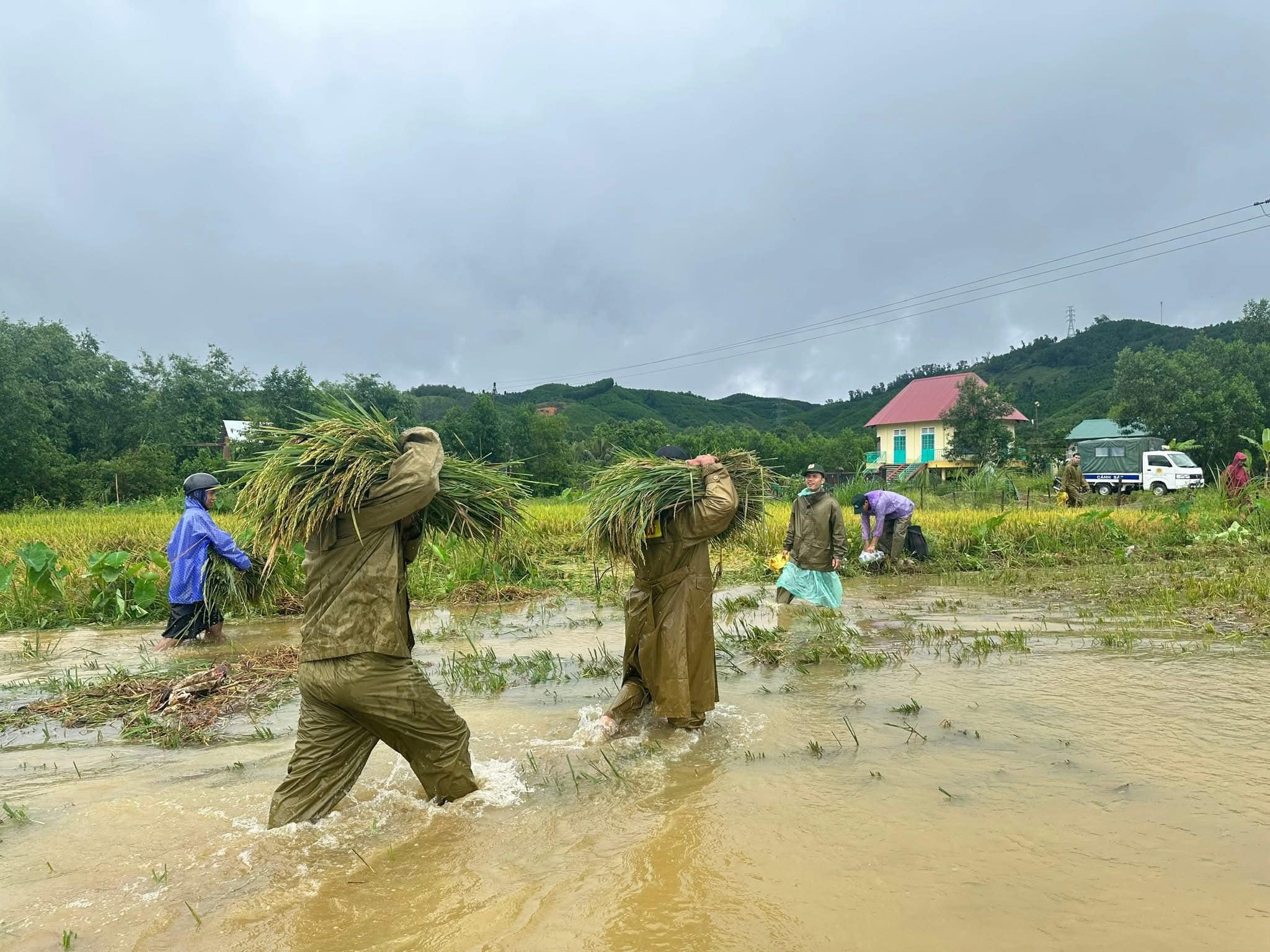 Bão số 10: Công an 'chạy đua' thời gian, dầm mưa giúp người dân cắt lúa- Ảnh 1.