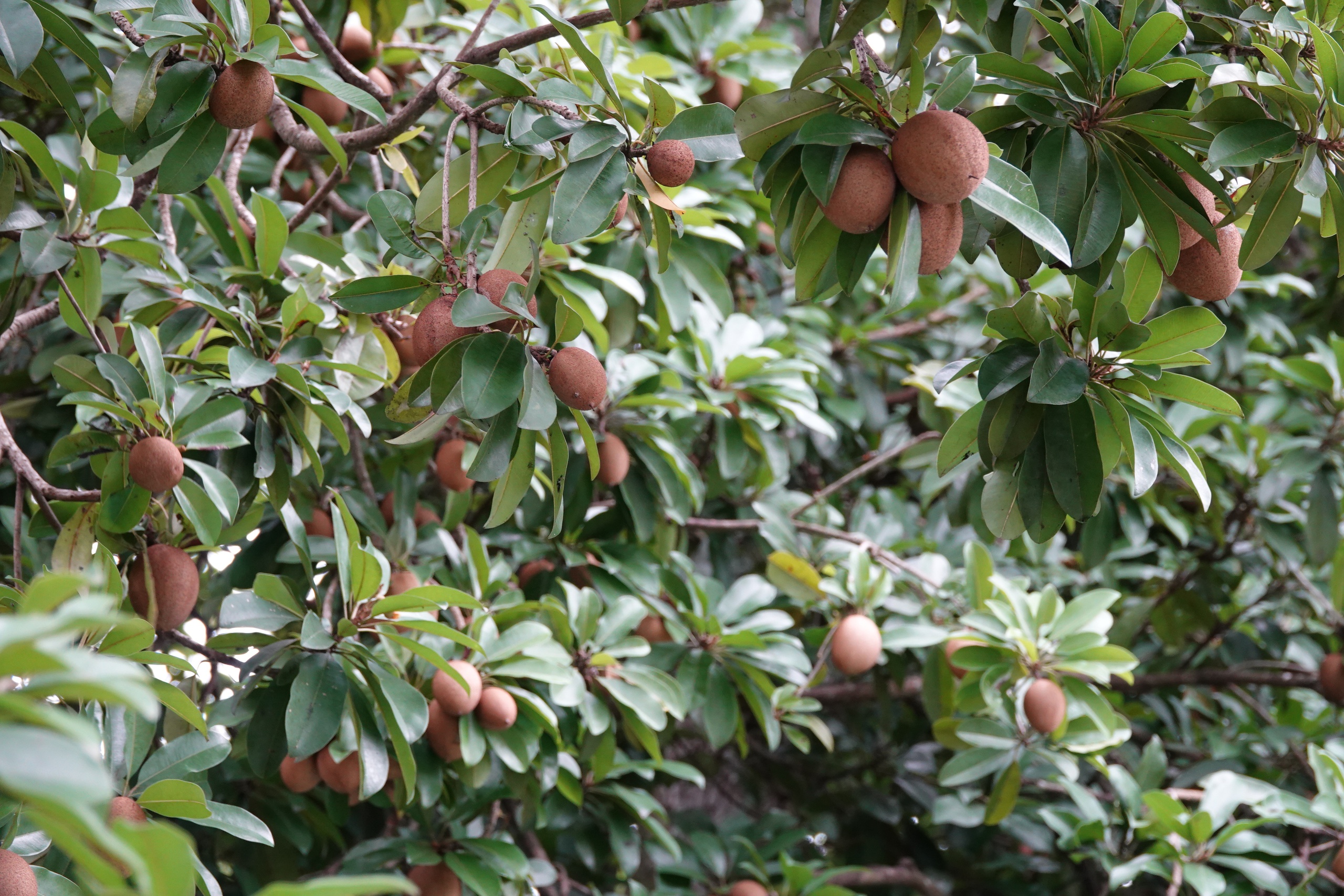 Những 'báu vật xanh' hàng trăm năm tuổi ở Cần Thơ- Ảnh 11. Những 'báu vật xanh' hàng trăm năm tuổi ở Cần Thơ- Ảnh 11.